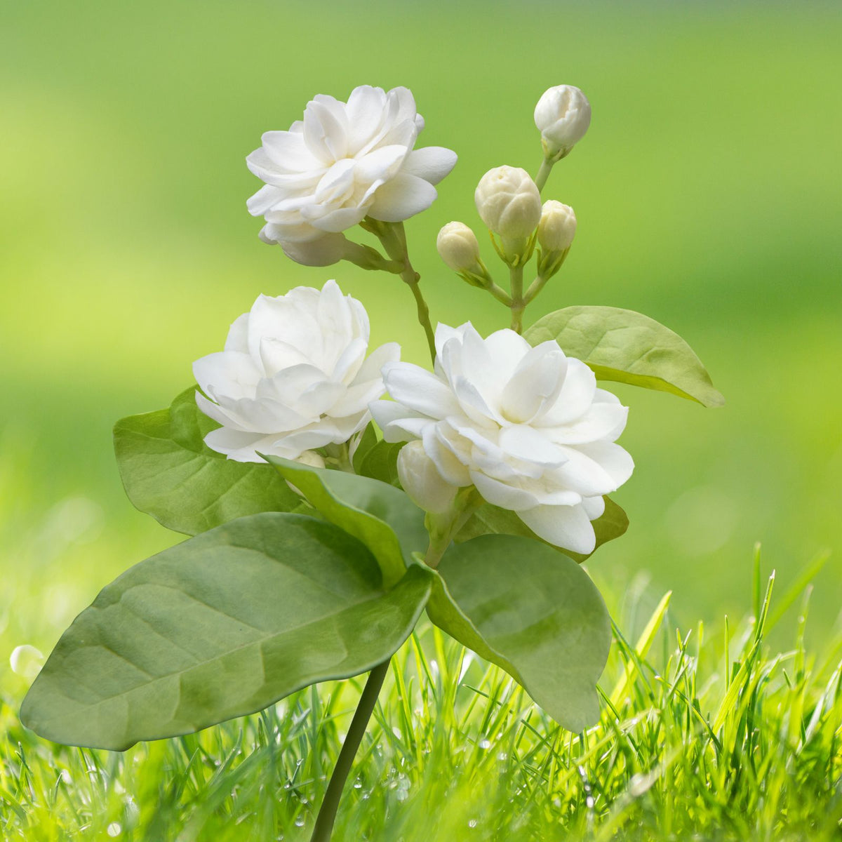 Belle-of-India-Jasmine-Live-Plant-Fragrant-Blooms-5-8"-Tall-Jasminum-sambac-No-Pot-Shipping