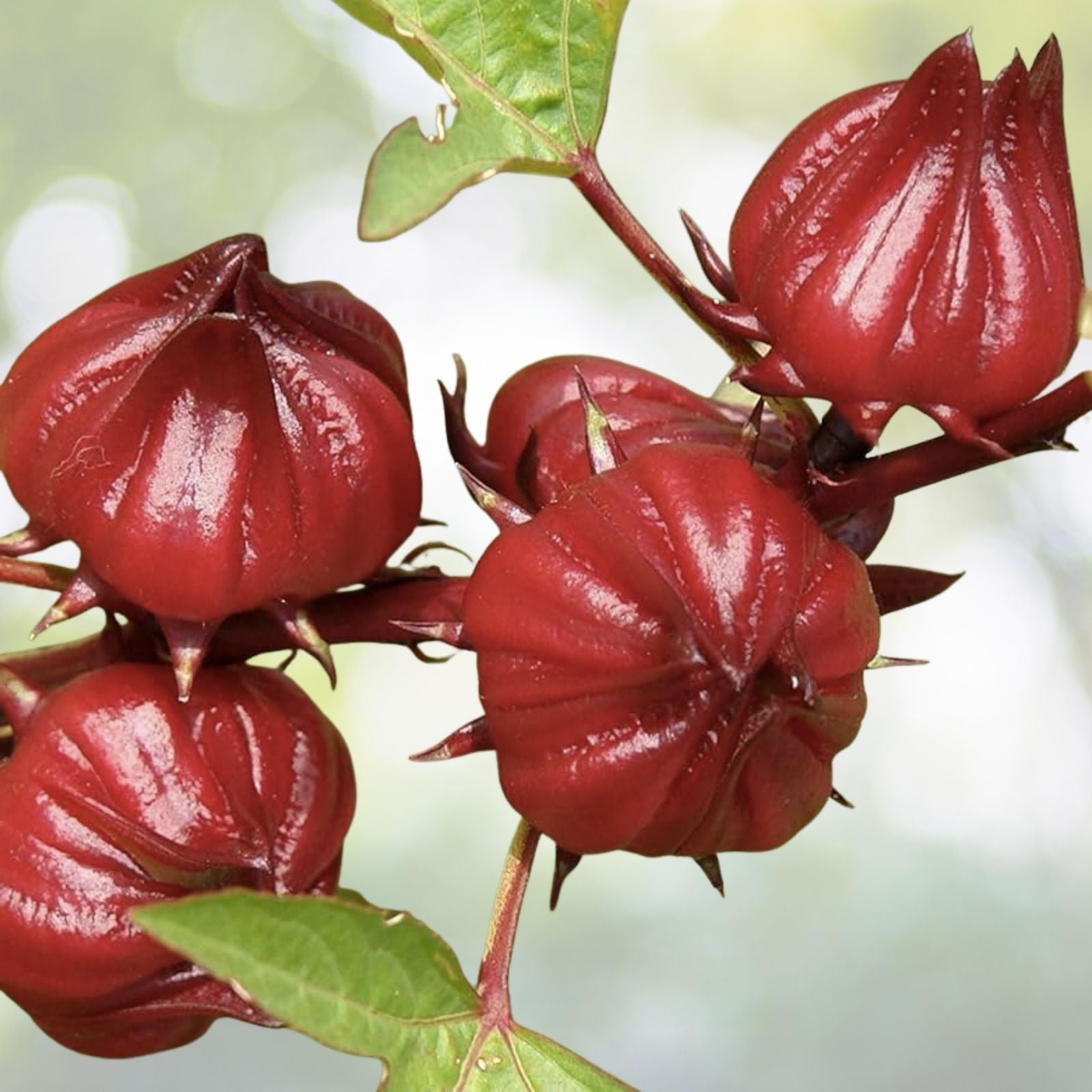 Roselle Seeds - 15+ Asian Sour Leaf Red Sorrell, Hibiscus sabdariffa, Florida Cranberry, Jamaican Tea, USA