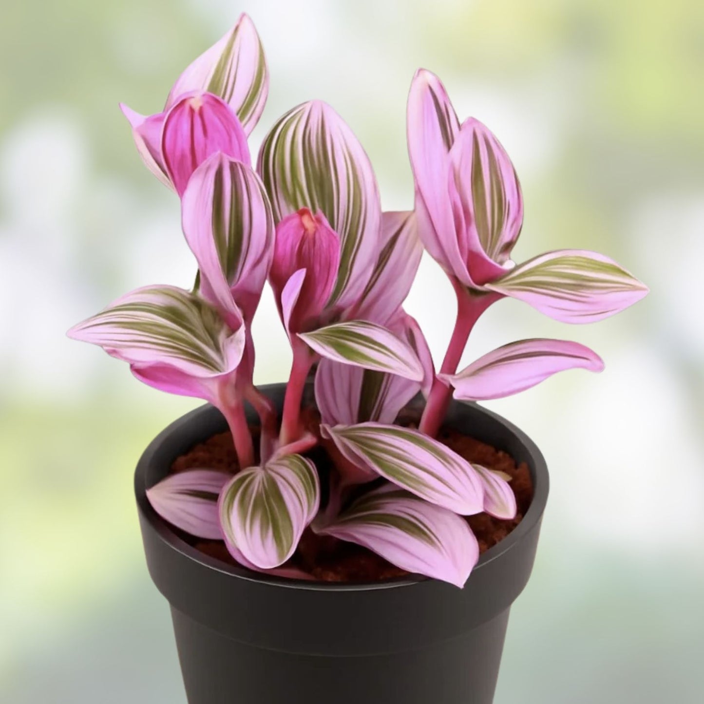 Wandering Jew Plant Cuttings - 5 Tradescantia Nanouk - Healthy & Ready for Planting - Indoor Houseplant, Variegated, Easy Care