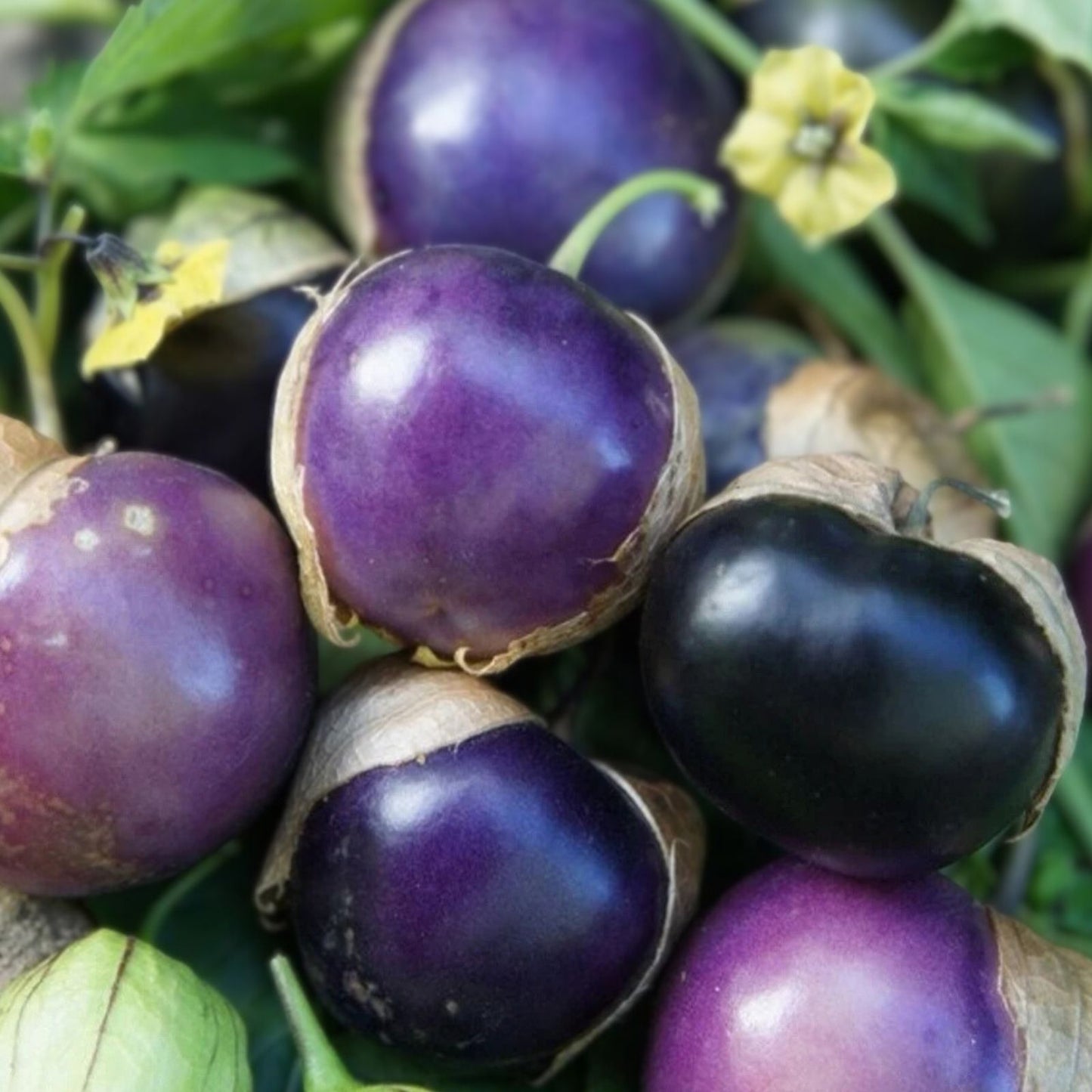 Coban Tomatillo Seeds 100 Count - Exotic Purple Variety Physalis ixocarpa for Garden, Vegetable, Organic Growing