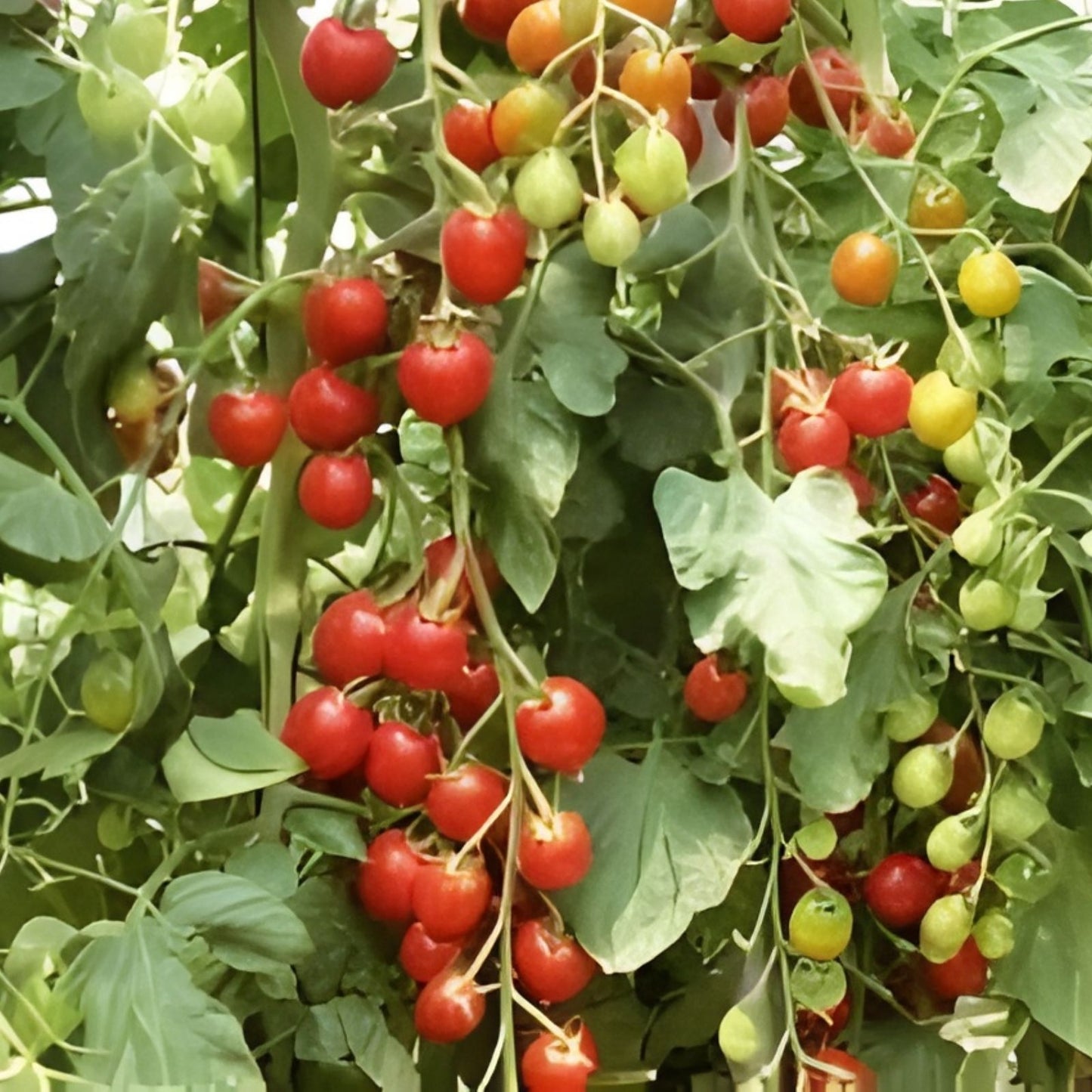 Sweet Mandarin Cherry Tomato Seeds, 100 Organic Non-GMO Heirloom Seeds, USA Grown, Cherry Tomato Variety
