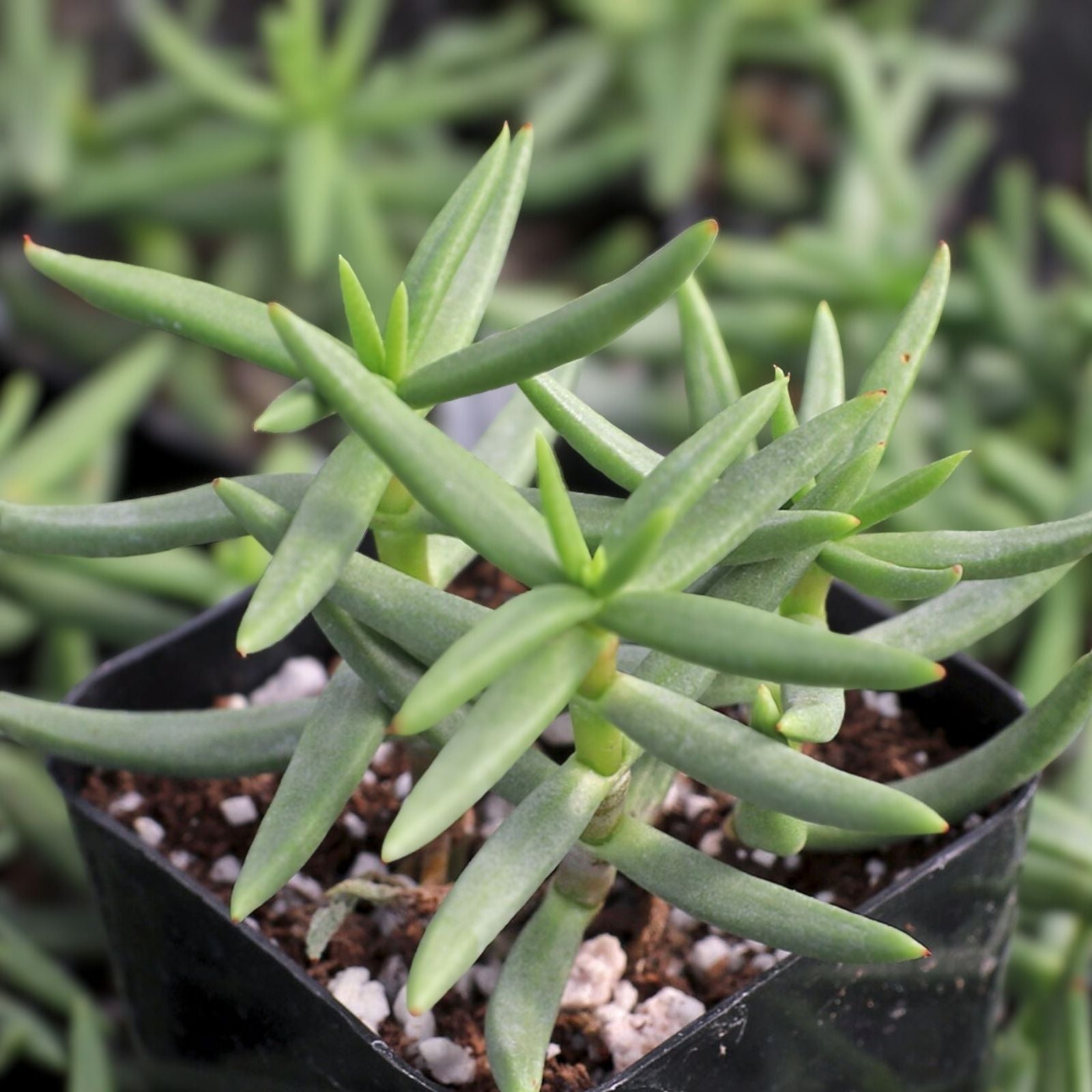 Pine Tree Succulent Cuttings 4-Pack, Cactus Propagation, Indoor Gardening, Easy-to-Grow Plant, Crassula arborescens