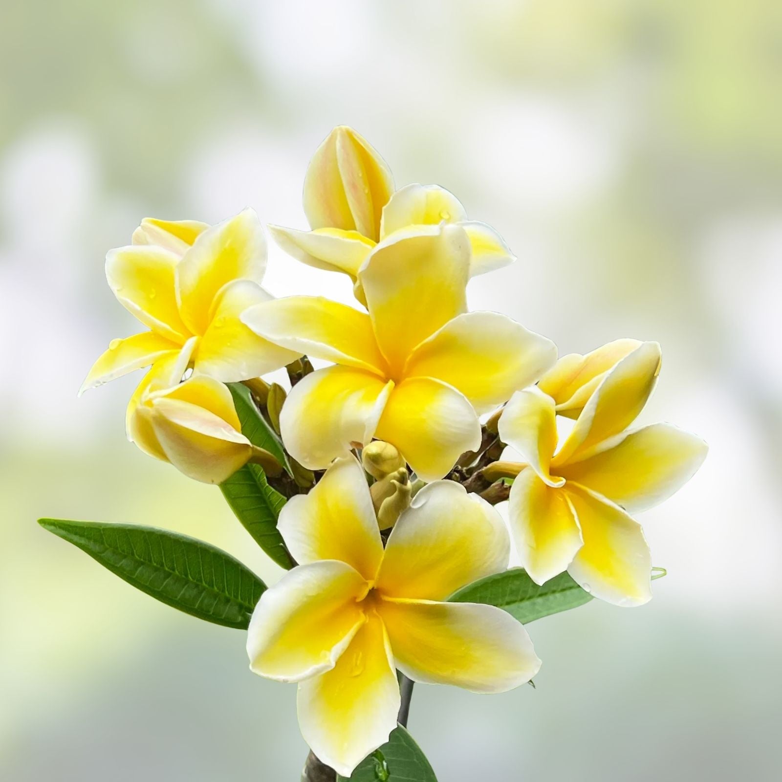 Rooted Plumeria Plant - Celadine Variety - Tropical Flowering Frangipani - Garden, Patio, Indoor Plant