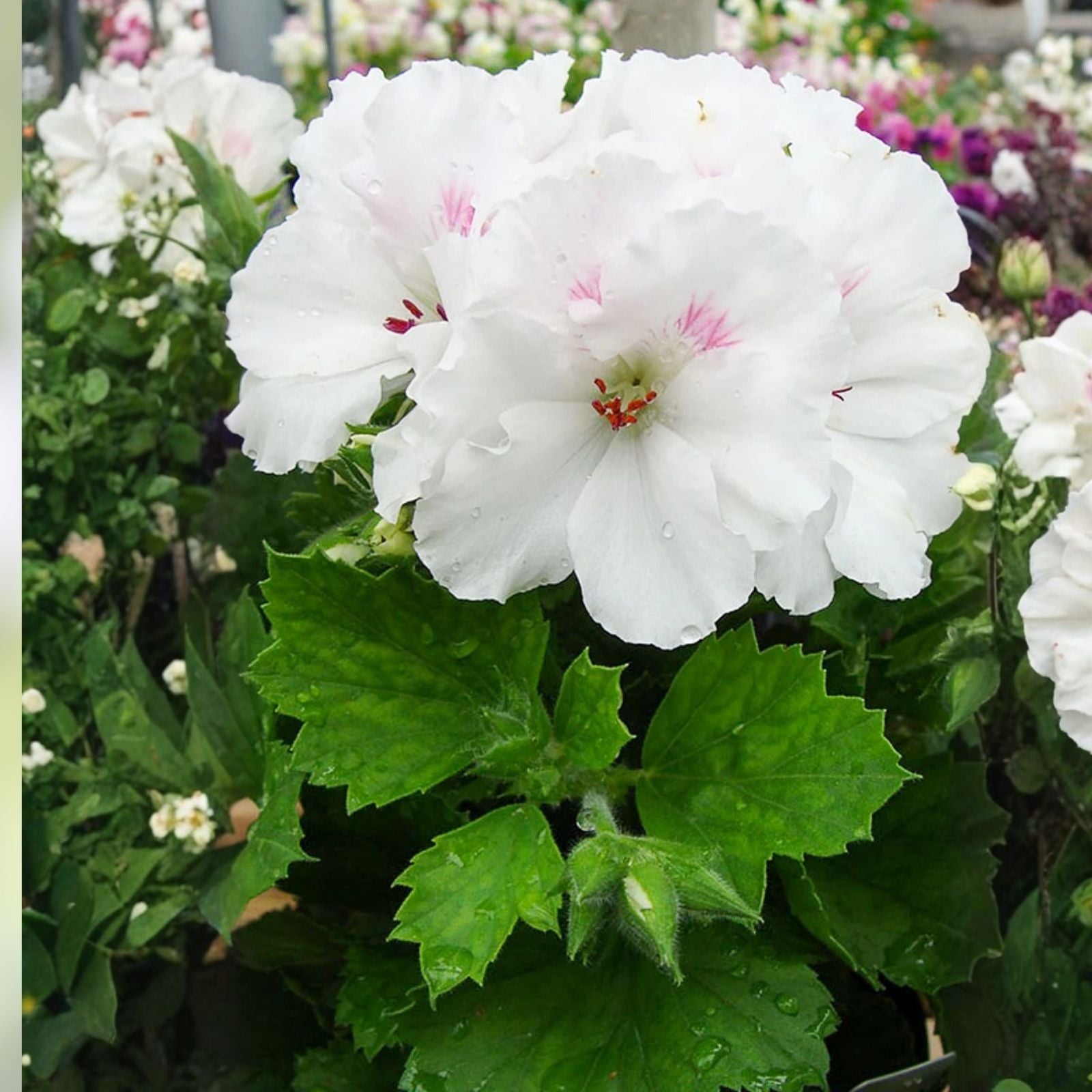 Fancy Regal Geranium Cuttings 3x6" White & Purple Pelargonium Indoor Gardening Plant Cuttings