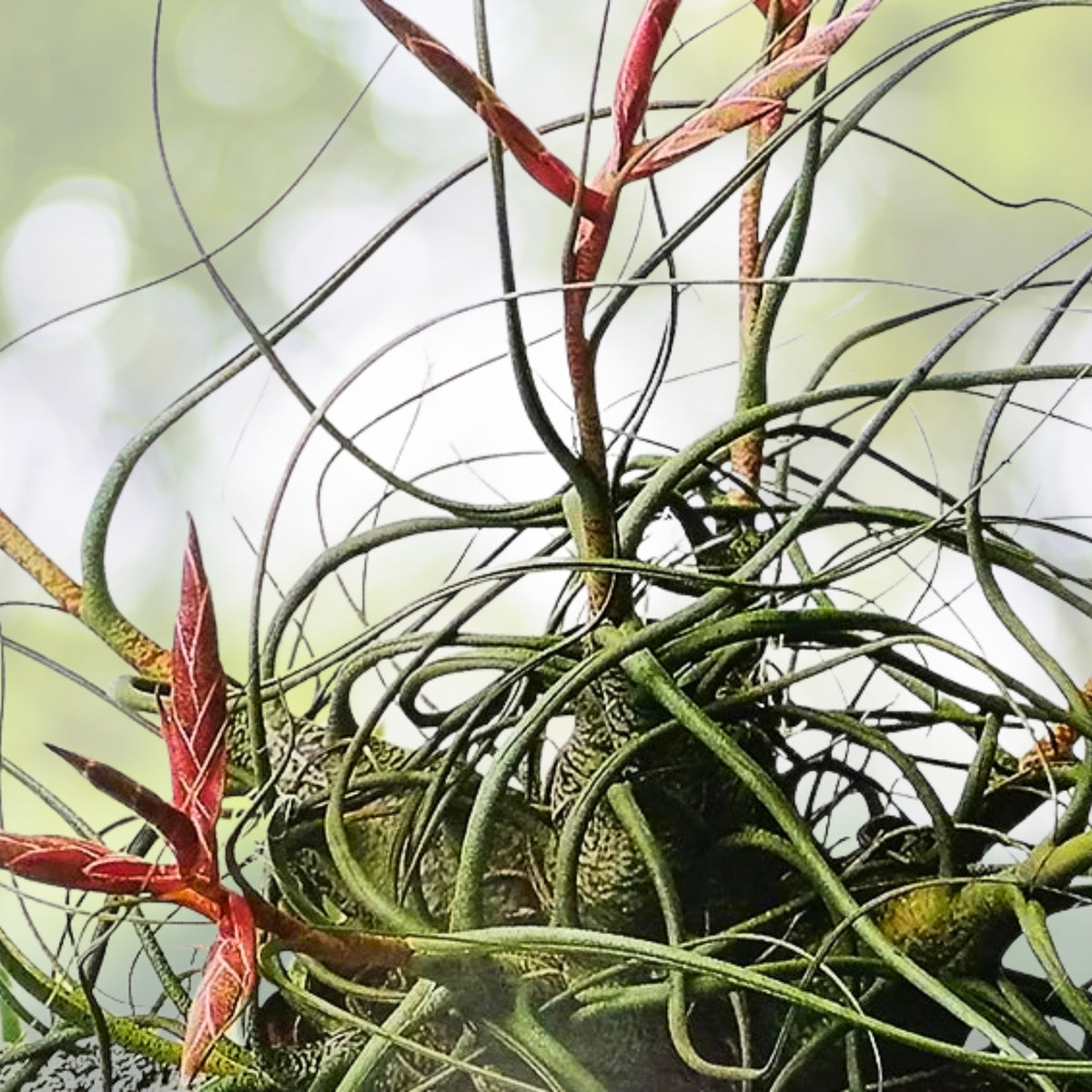 Tillandsia Butzii Air Plant - Unique Variety for Terrariums - Air Plant Decor - Tillandsia spp.