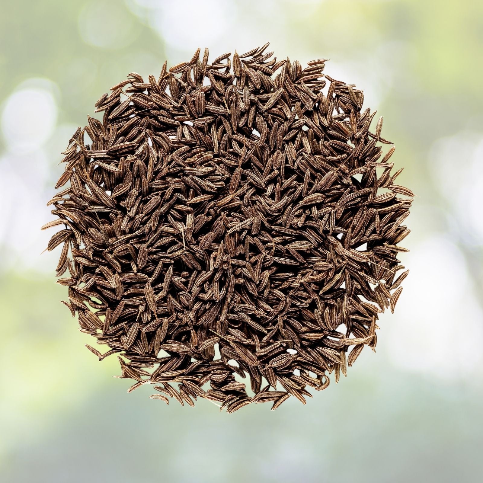 Organic Cumin Seeds - Culinary Grade, Annual, 50+ Seeds, Cuminum cyminum - Free Shipping