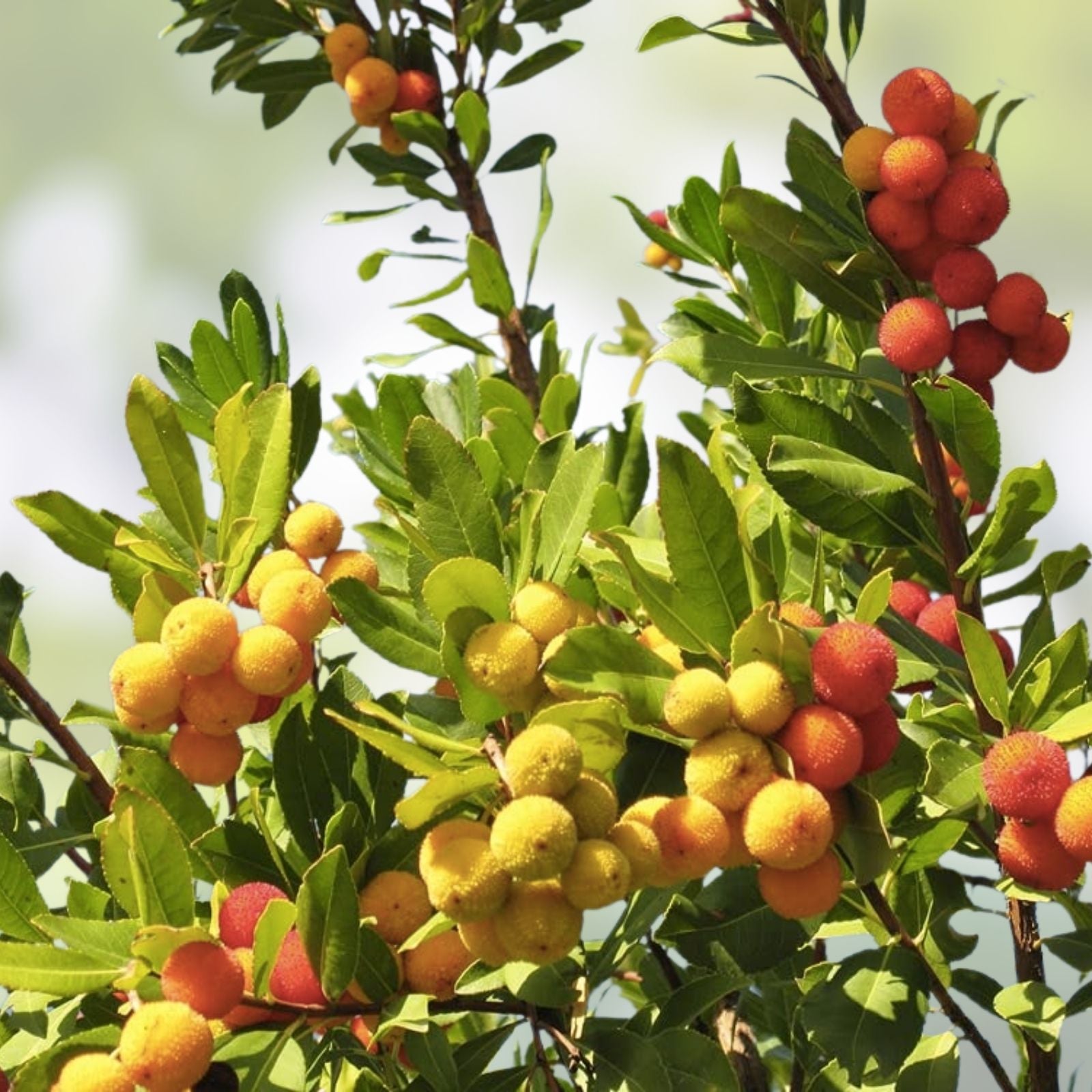 Strawberry Tree Seeds 50+ Non-GMO Arbutus unedo Fruit Bearing Plant Seeds for Gardening and Landscaping