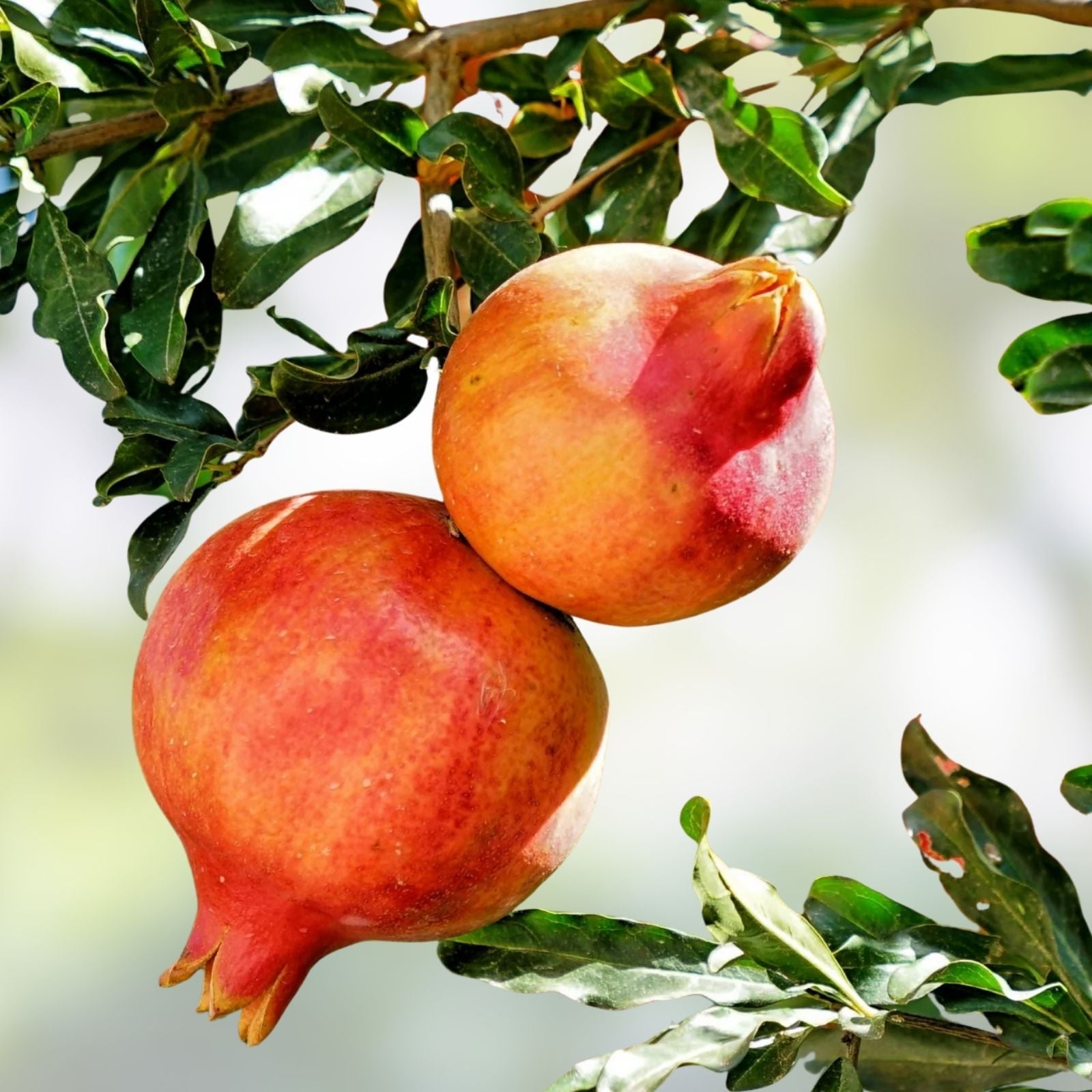 Pomegranate Cuttings Lot of 4 Large Sweet Variety Punica granatum Fruit Tree Plants