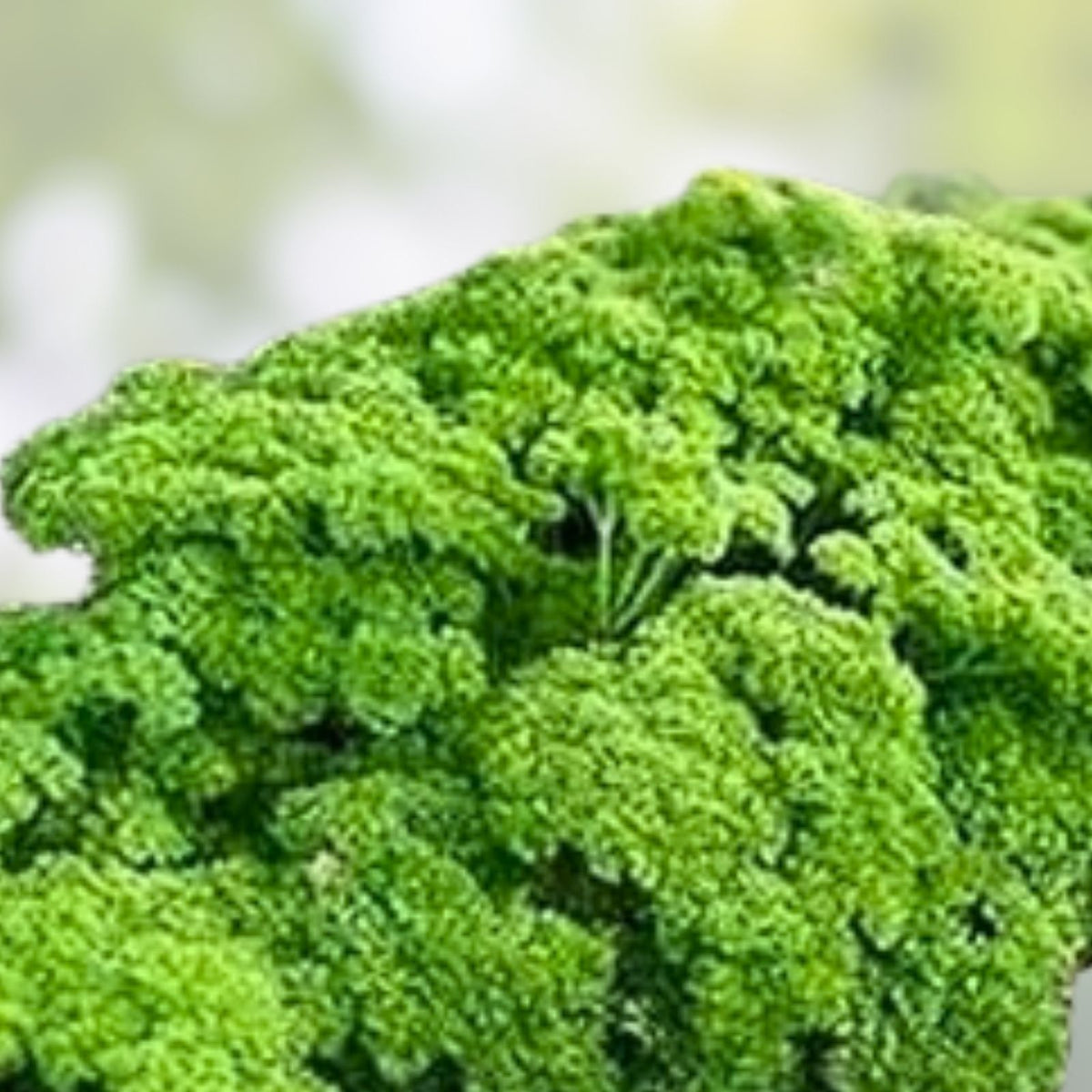 Parsley Seeds 500 Count - Triple Curled Heirloom Non-GMO Petroselinum crispum Culinary Herb