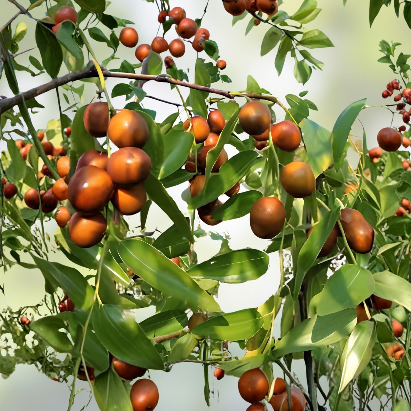 Jujube Seeds Chinese Date Ziziphus Mauritiana Fruit Tree Planting Starter 10 Seeds