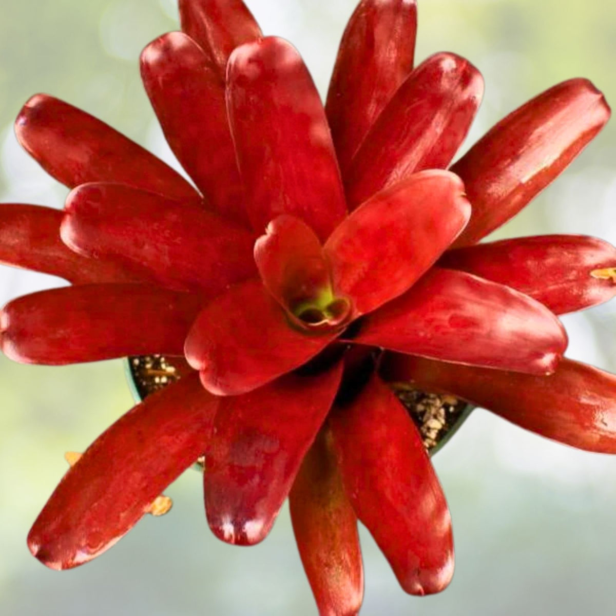 Neoregelia Fireball Plant 6" Pot | Burgundy Red Foliage | Neoregelia spp. | Perfect for Landscape Groundcover