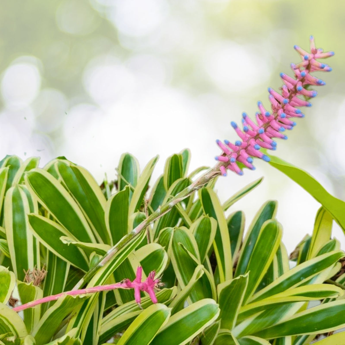 Aechmea Nelleii Bromeliad Plant - 9" Pot - Tropical Indoor Houseplant - Exotic Greenery - Aechmea Nelleii