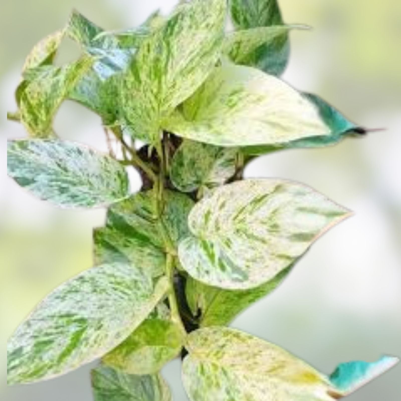 Snow Marble Queen Pothos Cuttings - 3 Fresh Epipremnum aureum Clippings, No Roots, Variegated Houseplant Cuttings