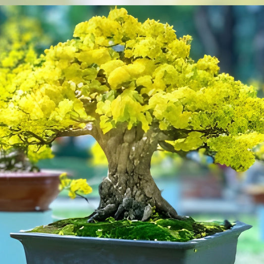 Flowering Apricot Bonsai Tree Seeds - 3 Large Seeds with Yellow Blooms - Prunus mume - Ornamental Garden Plant Seeds