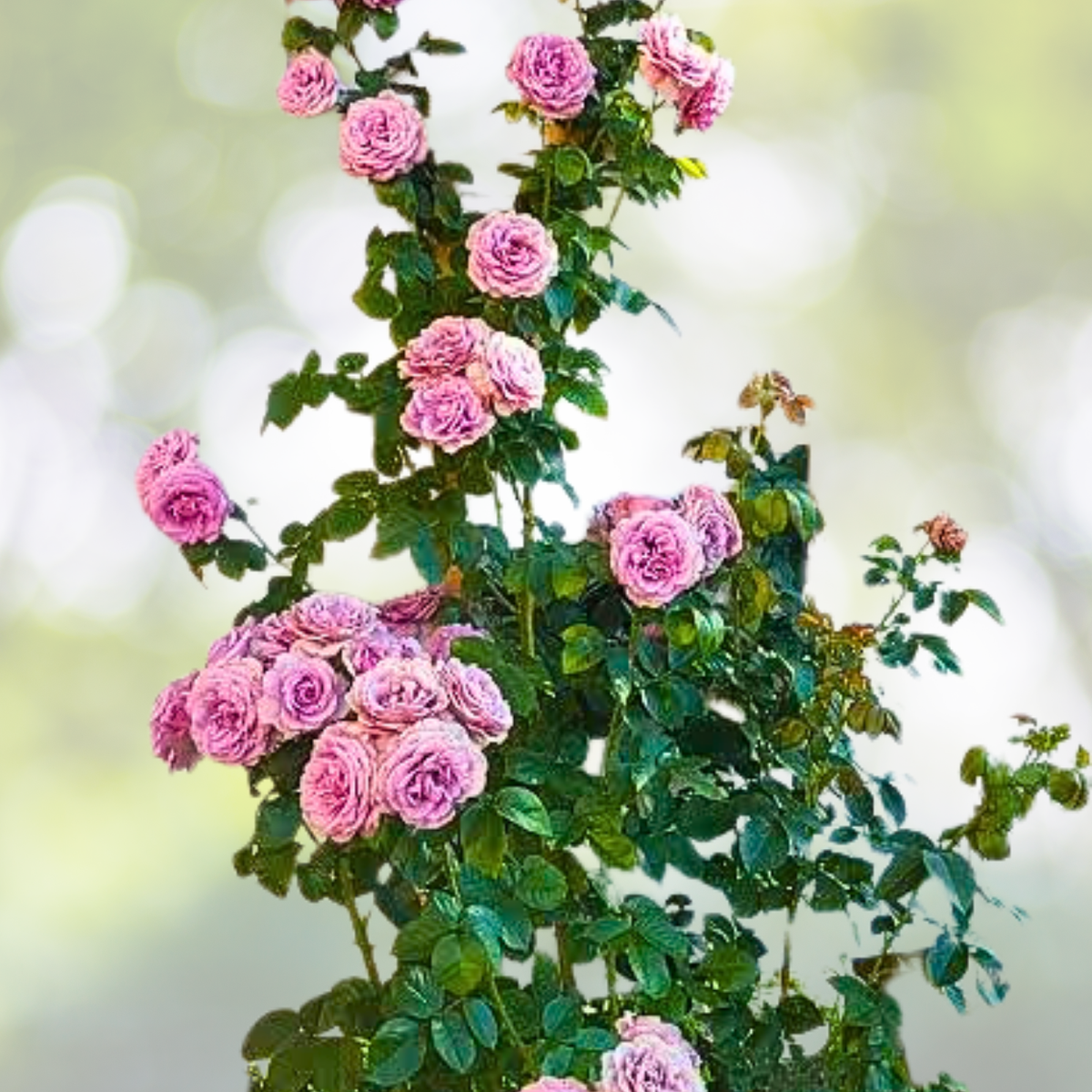 Purple Climbing Rose Seeds - 20pcs Rare Non-GMO Heirloom Variety for Garden - Rosa spp.