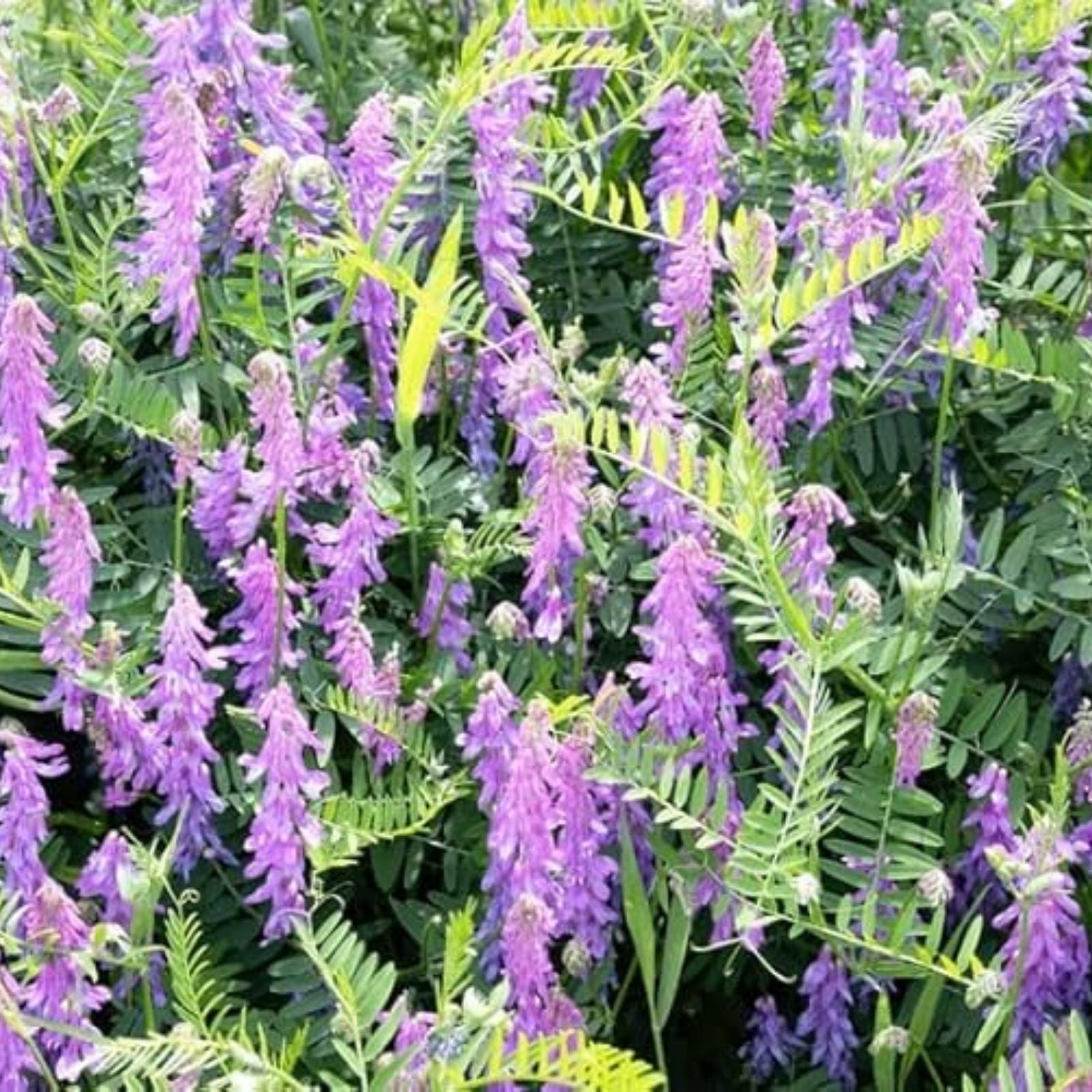 Hairy Vetch Seeds 1 Pound for Cover Crop, Grain, Bee Pasture, Pollinator Vicia villosa