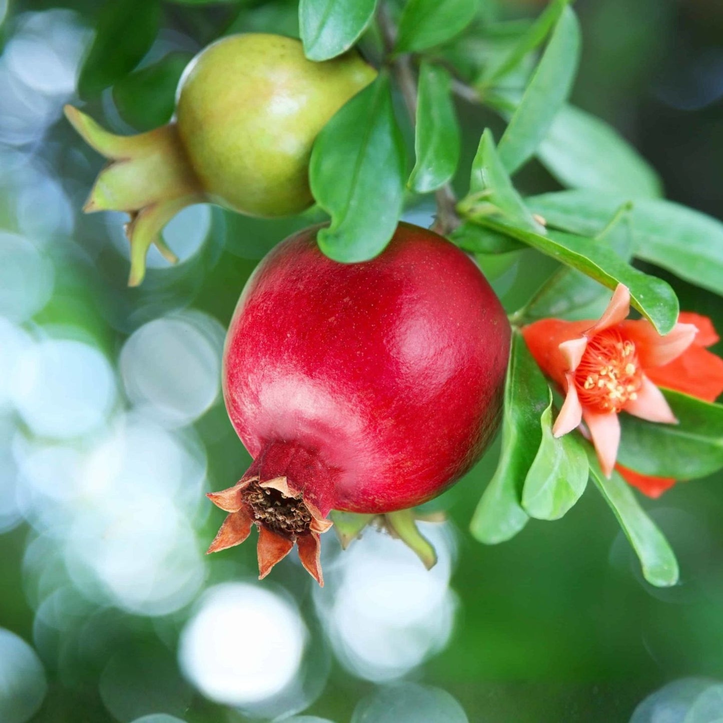Pomegranate Seeds Edible Fruit USA Grown Punica granatum Fresh Fruit from Iowa