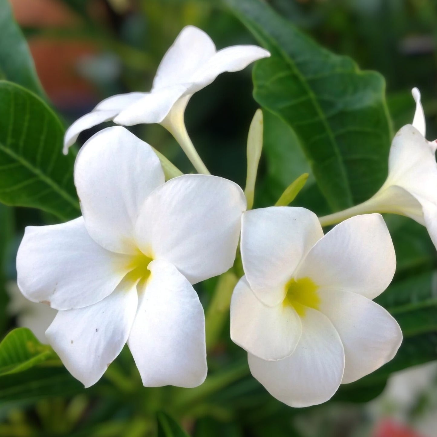Hawaiian Fiddle Plumeria Plant 5 Pack – Fragrant White Flowers – Plumeria pudica – Tropical Garden, Flowering Shrubs