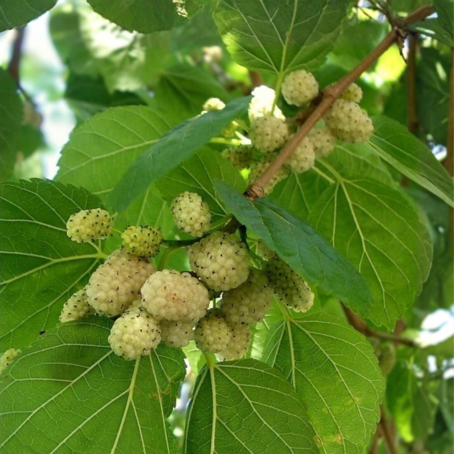 Organic White Mulberry Cuttings 6-8" - Morus alba - Cold Hardy Trees - 15 Pack - Edible Fruit Variety