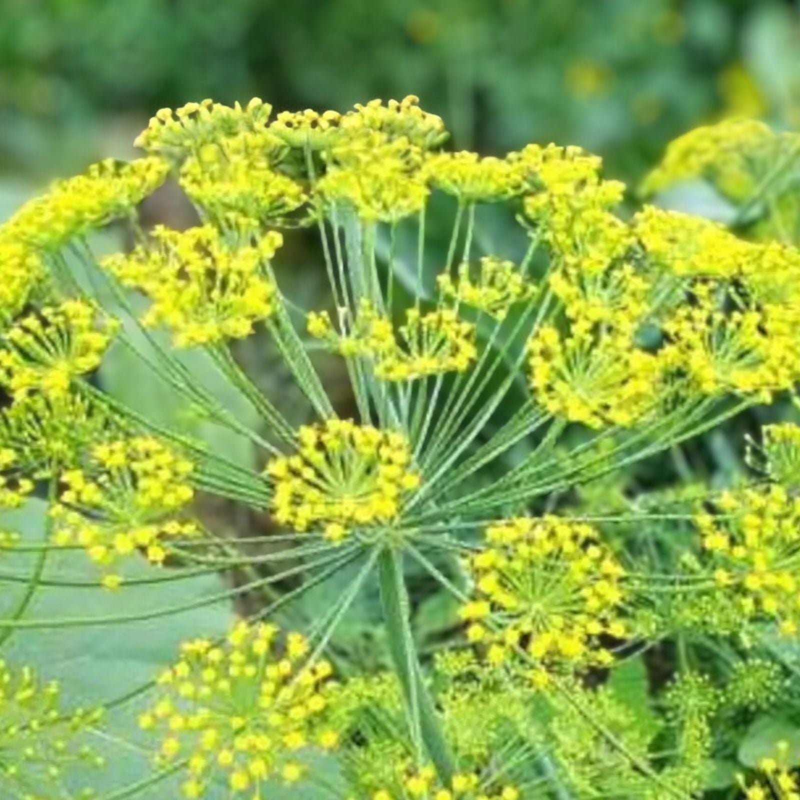 Dill Seeds 25+ Heirloom Non-GMO Herb Anethum graveolens Fresh or Dried Seed Packet