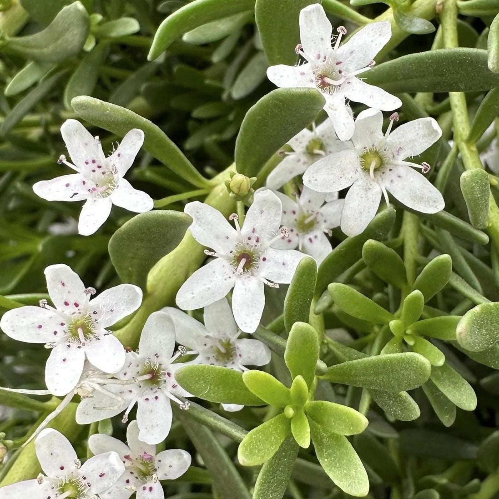 Myoporum Parvifolium Cuttings - Creeping Boobialla Dwarf Native Myrtle - 10 Plants for Ground Cover