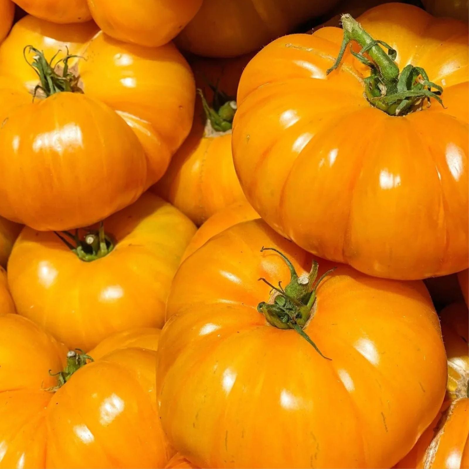 Tomato Seeds Set of 40+ Chef's Choice Yellow Slicer Variety for Home Gardening – Solanum lycopersicum