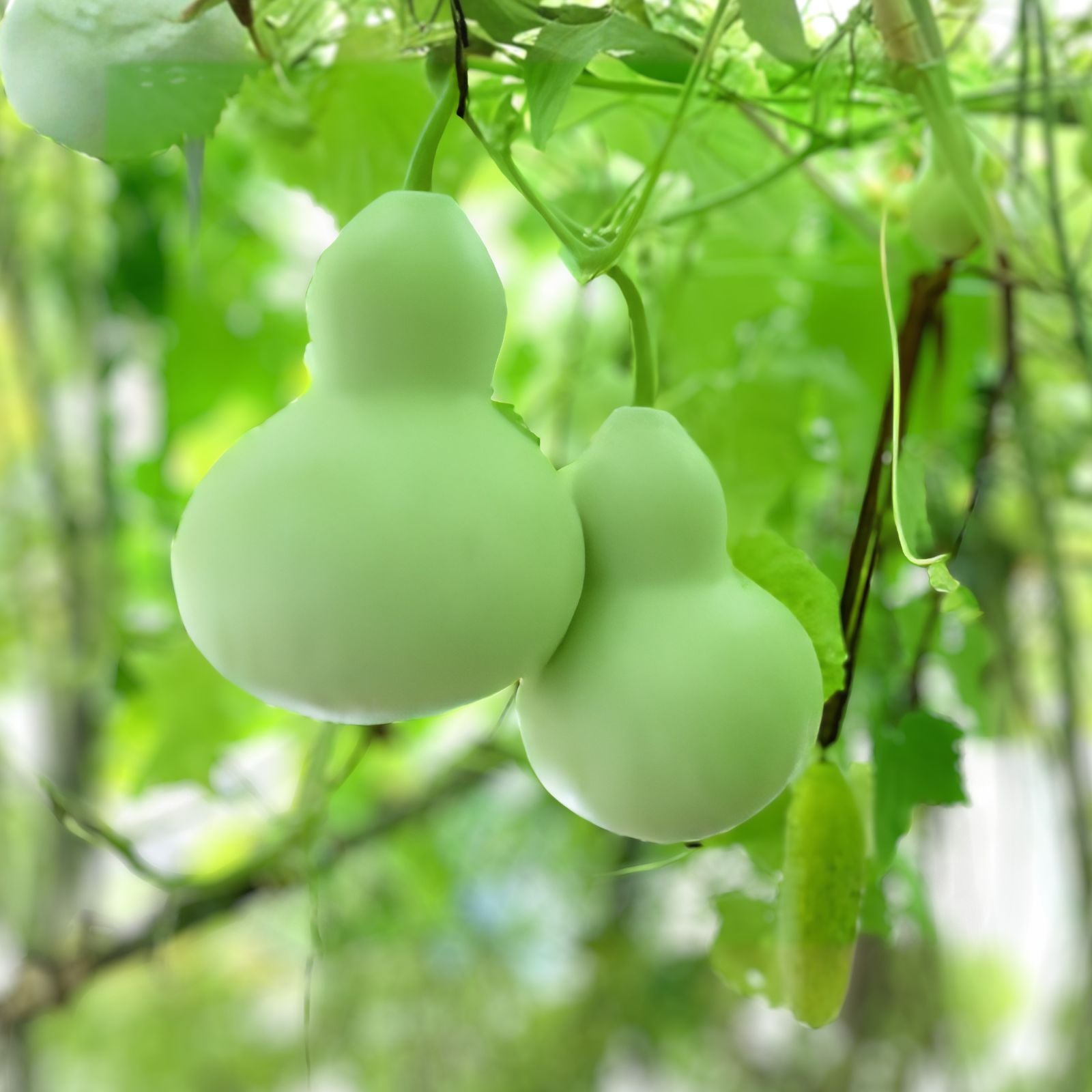 Giant Bottle Gourd Seed - Lagenaria leucantha var gourda - Ornamental Gardening Seed - Unique Plant for Landscaping