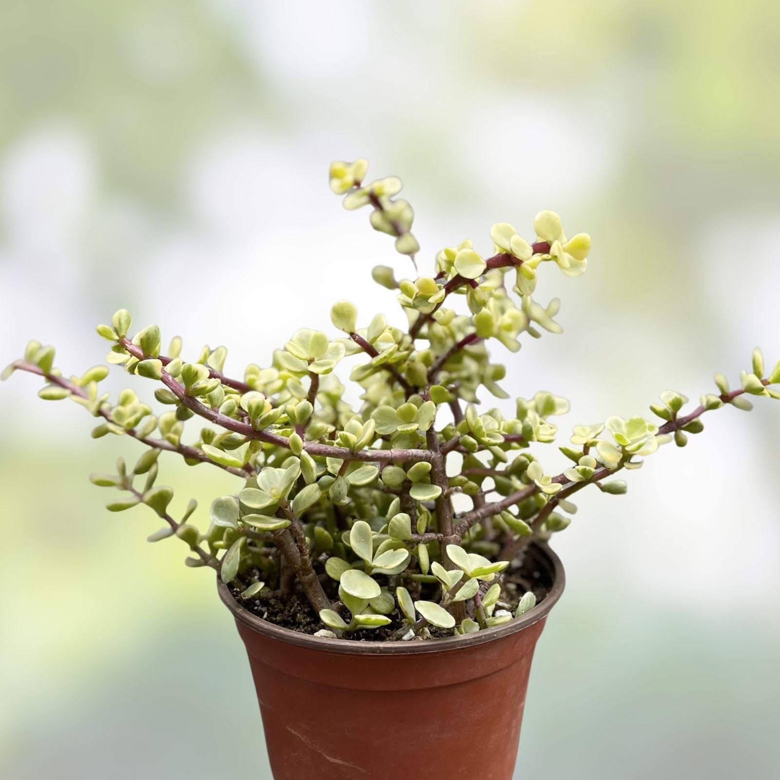 6 Cuttings Variegated Elephant Bush Succulent Plant Portulacaria afra Variegata for Home Decor