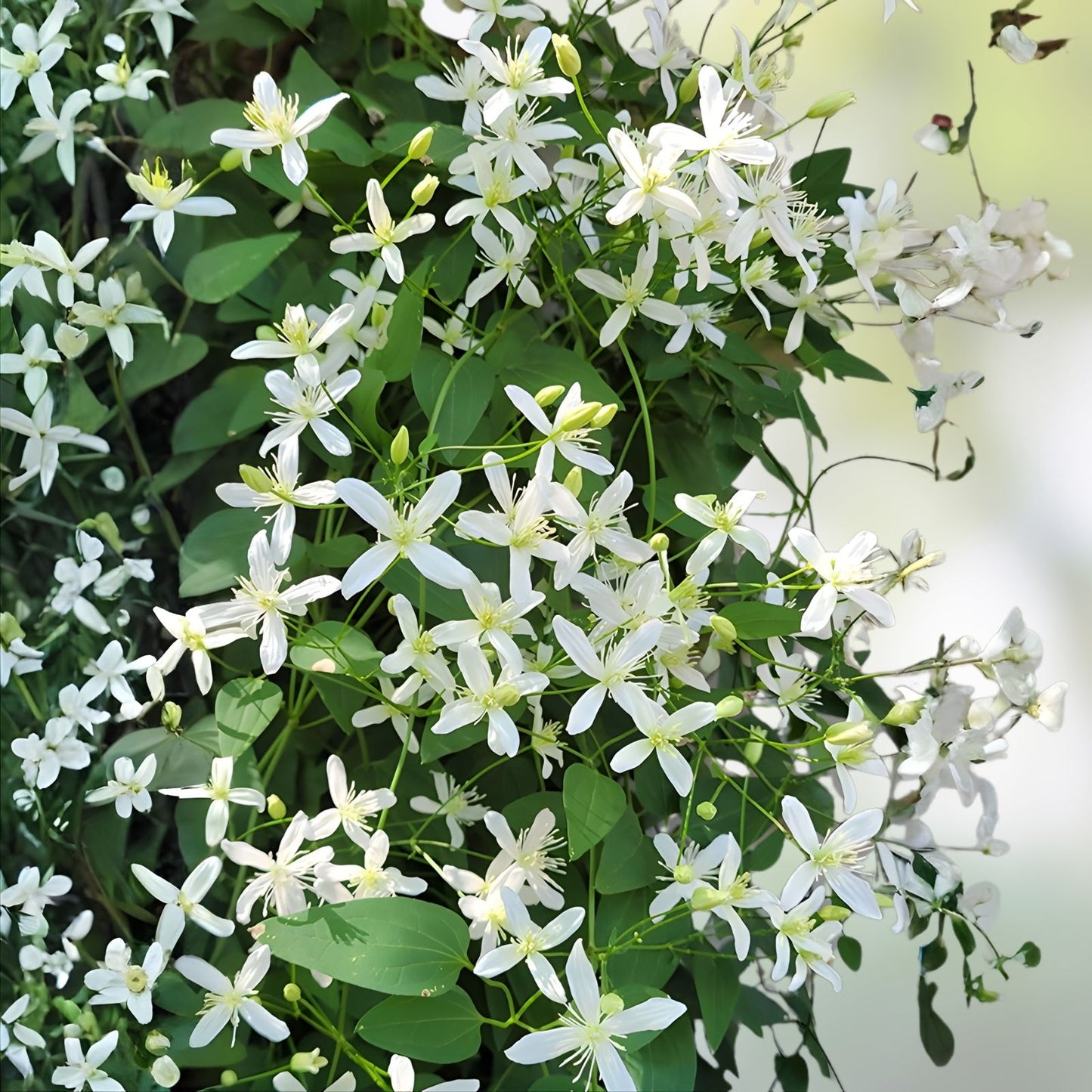 Sweet Autumn Clematis Cuttings - 10 Fragrant Vines - Terniflora Clematis - Hardy Climbing Plant - Garden Trellis Vine