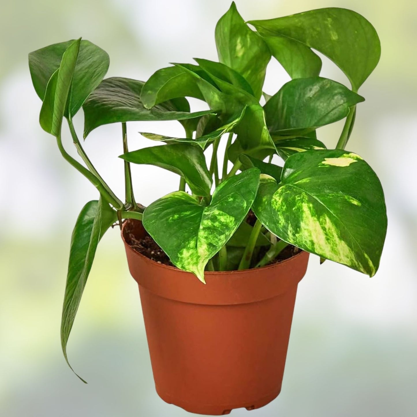Golden Pothos Live Plant Cuttings – 5 Rooted Epipremnum aureum for Indoor & Outdoor Decor
