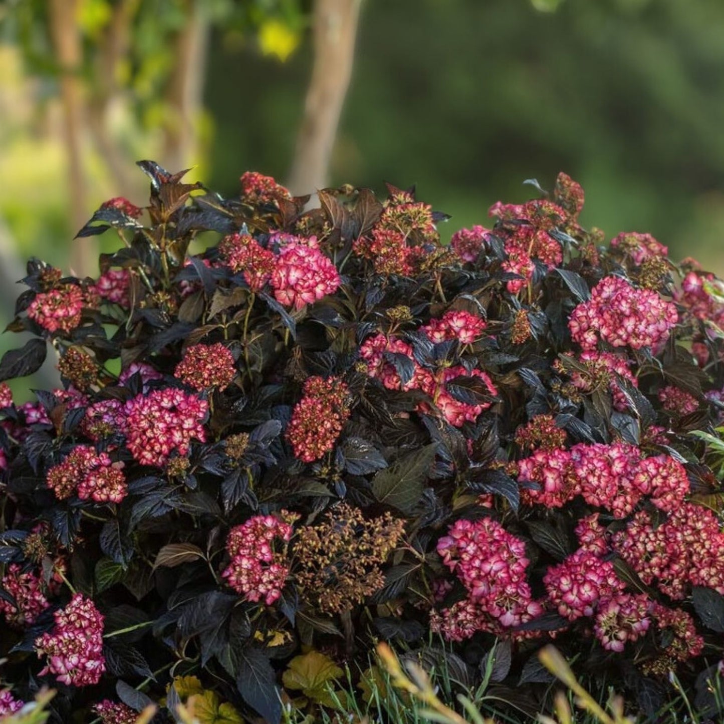 Hydrangea Seeds 85 or 250 Pack Nocturnal Nebula Unique Colorful Blooms Non-GMO Hydrangea macrophylla