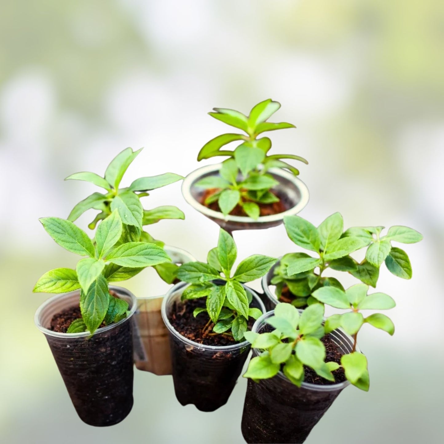 Live Plant Cuttings Set - 12 Pieces, 6 Varieties for Rooting, Gardening, and Plant Propagation, Indoor and Outdoor Gardening Supplies