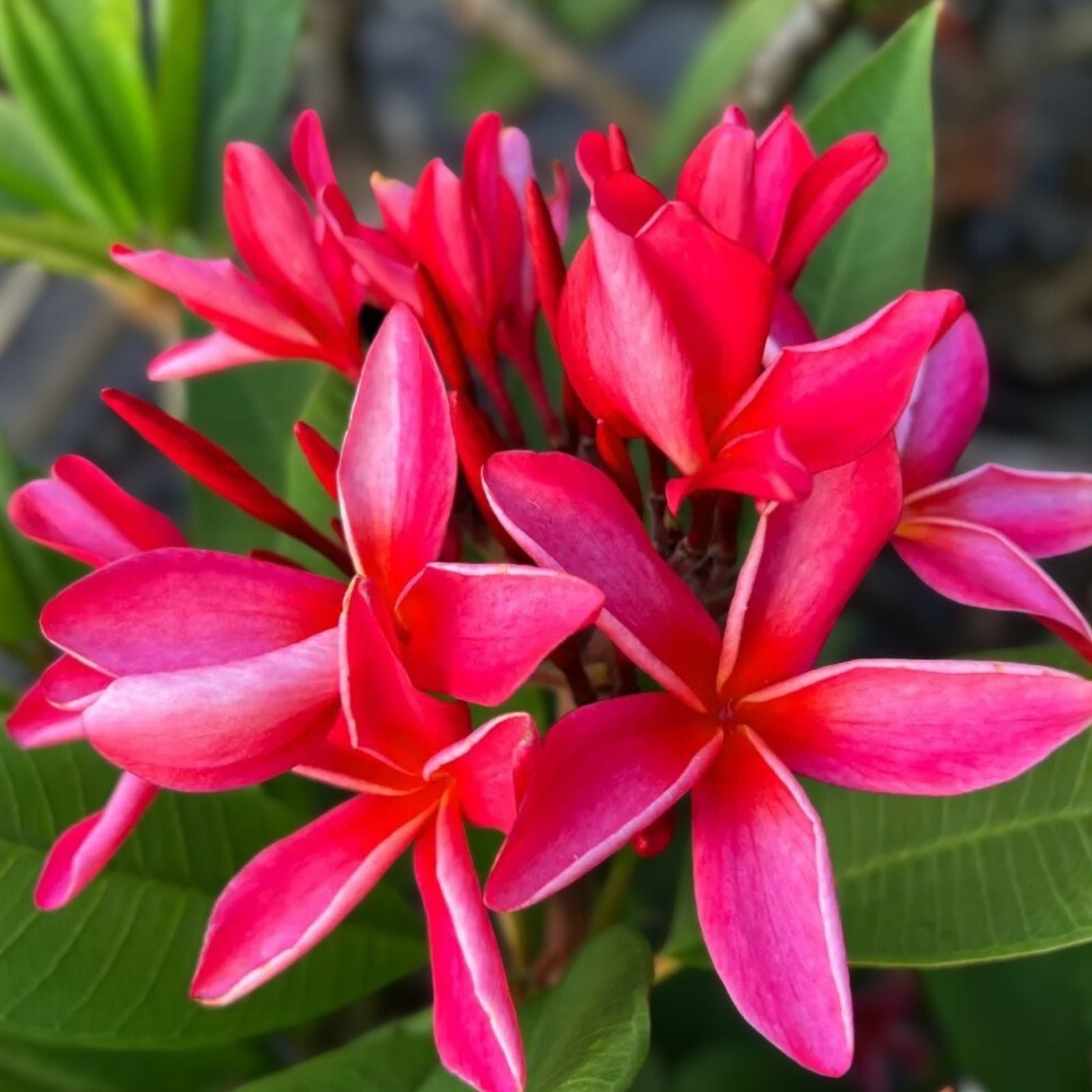 Plumeria Cuttings 10-11" Frangipani Plant - Tropical Flowering Plant - Plumeria rubra