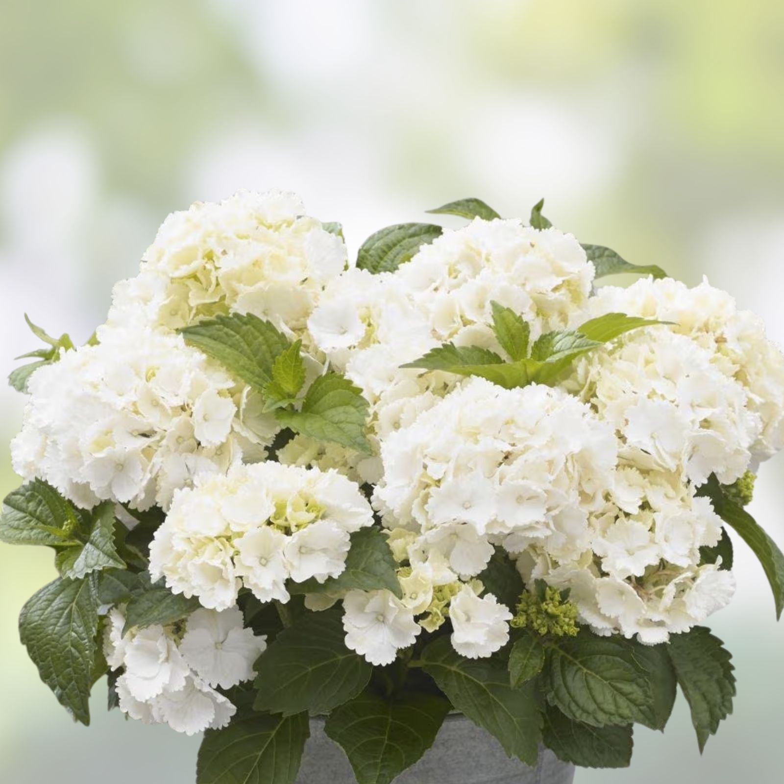 White Hydrangea Seedlings 4-Inch Pots, Hydrangea macrophylla, Garden Planting, Flowering Shrubs, Easy to Grow