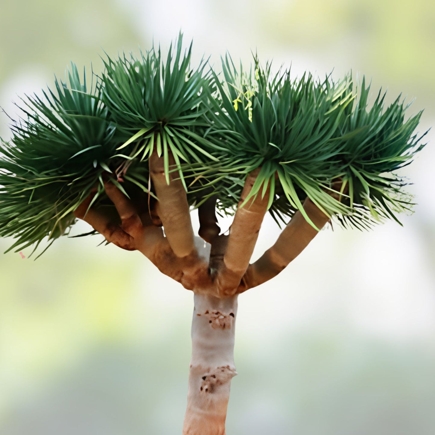 Dragon Blood Bonsai Tree Seeds – 6 Seeds – Dracaena Draco – Grow Your Own Bonsai Plant - Unique Indoor Tree