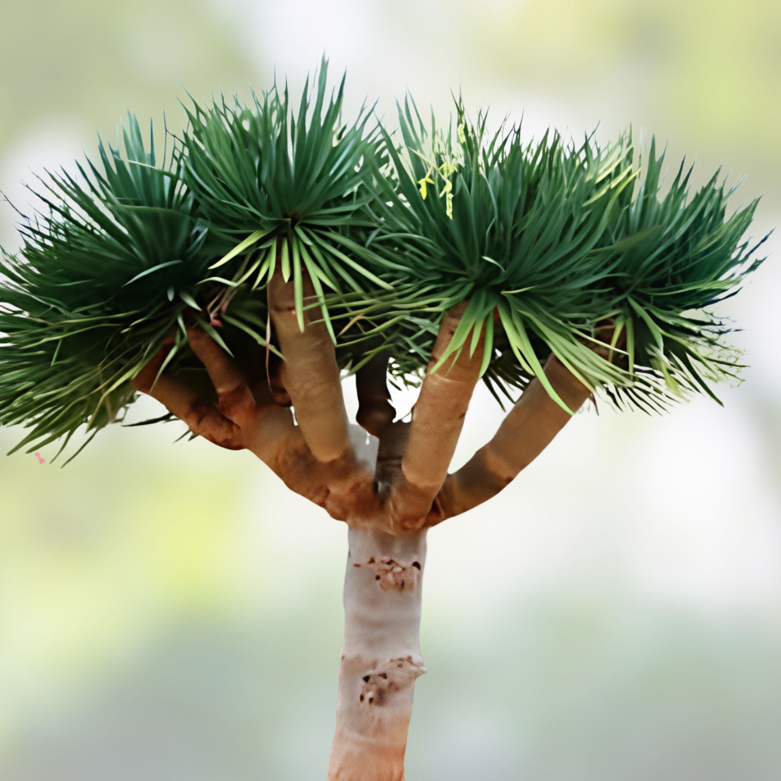 Dragon Blood Bonsai Tree Seeds – 6 Seeds – Dracaena Draco – Grow Your Own Bonsai Plant - Unique Indoor Tree