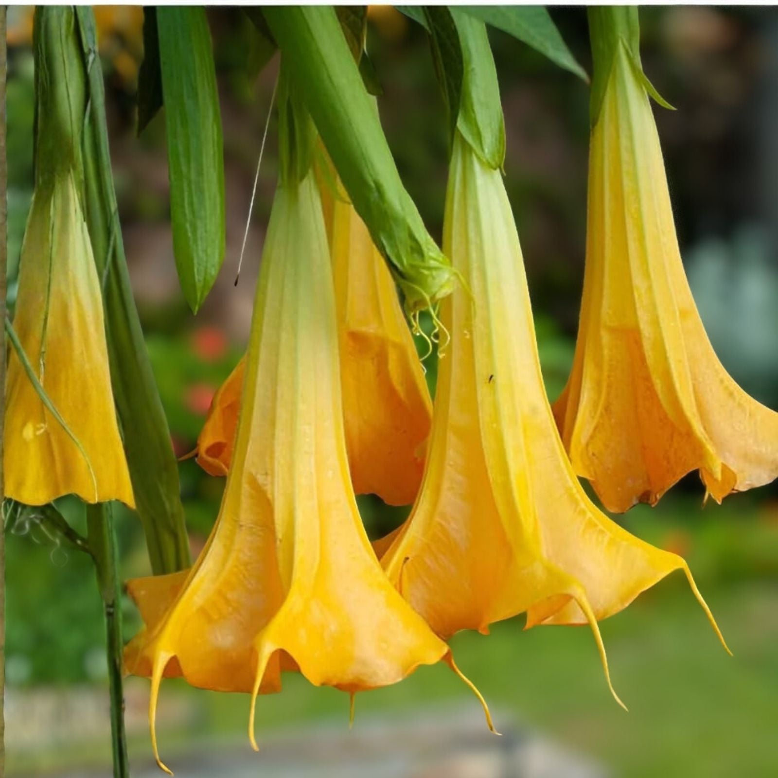 Variegated Brugmansia Cuttings | Angel's Trumpet Unrooted | Brugmansia Sanguinea | Ornamental Flowering Plant