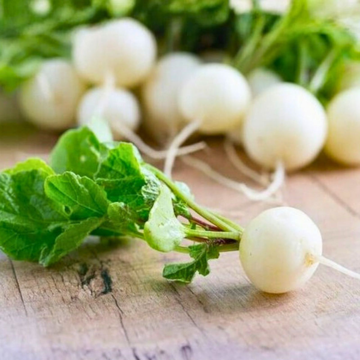 Hailstone White Radish Seeds - 500 Non-GMO Heirloom Raphanus sativus Vegetable Seeds