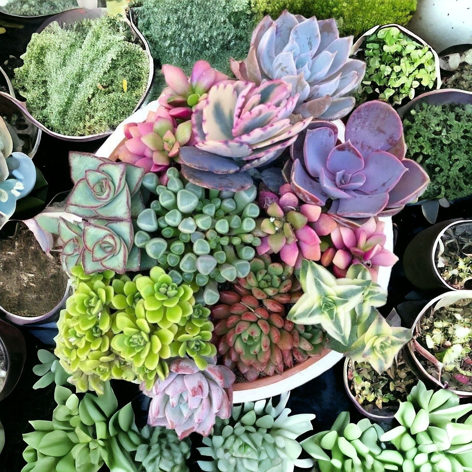 Succulent Seeds Mix - 100 Echeveria Species Variety Pack for Gardening - Live Plant Seeds for Indoor and Outdoor Growth
