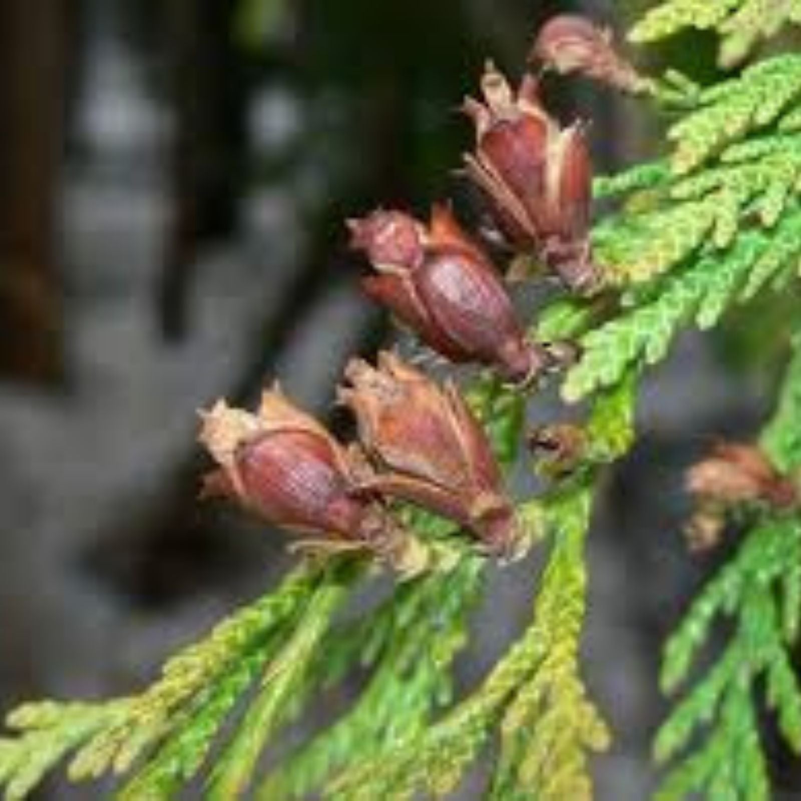 Bonsai Tree Seeds – Western Red Cedar – 30 Seeds – Thuja plicata – Ideal for Beginners and Gardening Enthusiasts