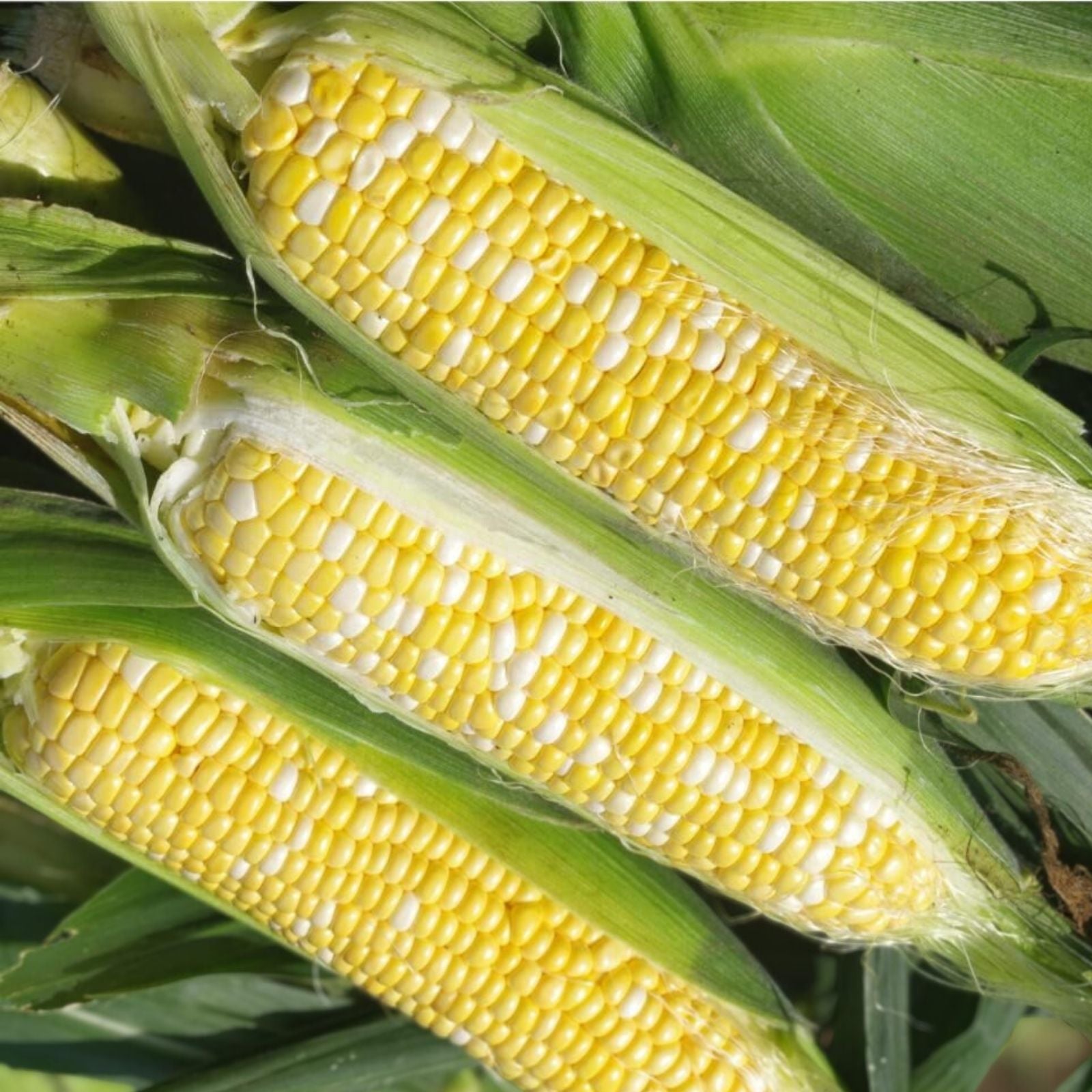Peaches and Cream Sweet Corn Seeds 100 Count, Zea mays, Garden Vegetable Seeds for Planting