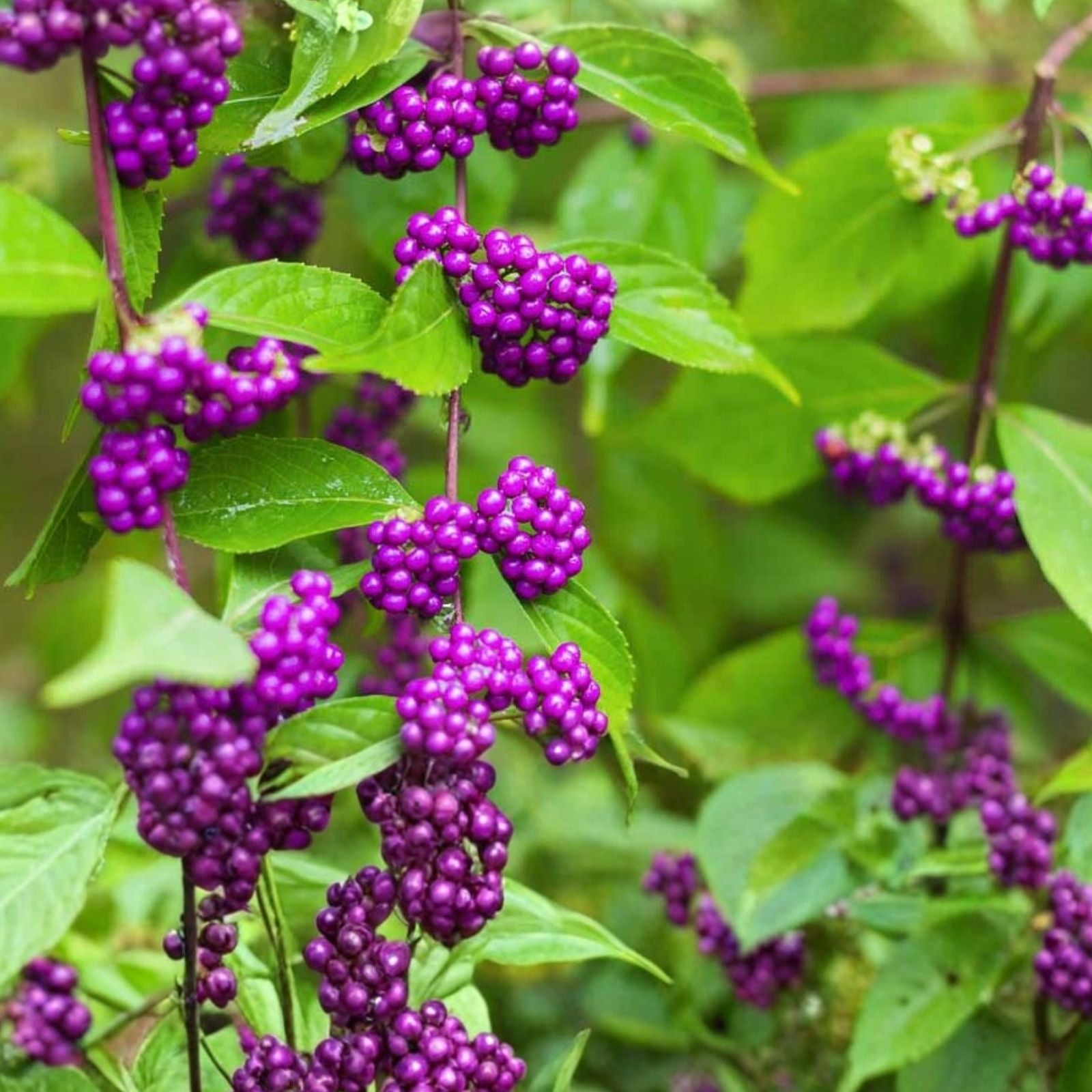 American Beauty Berry Bush Cuttings – 5+ Live Fresh Propagation Cuttings – Callicarpa americana – Ornamental Shrubs for Gardening