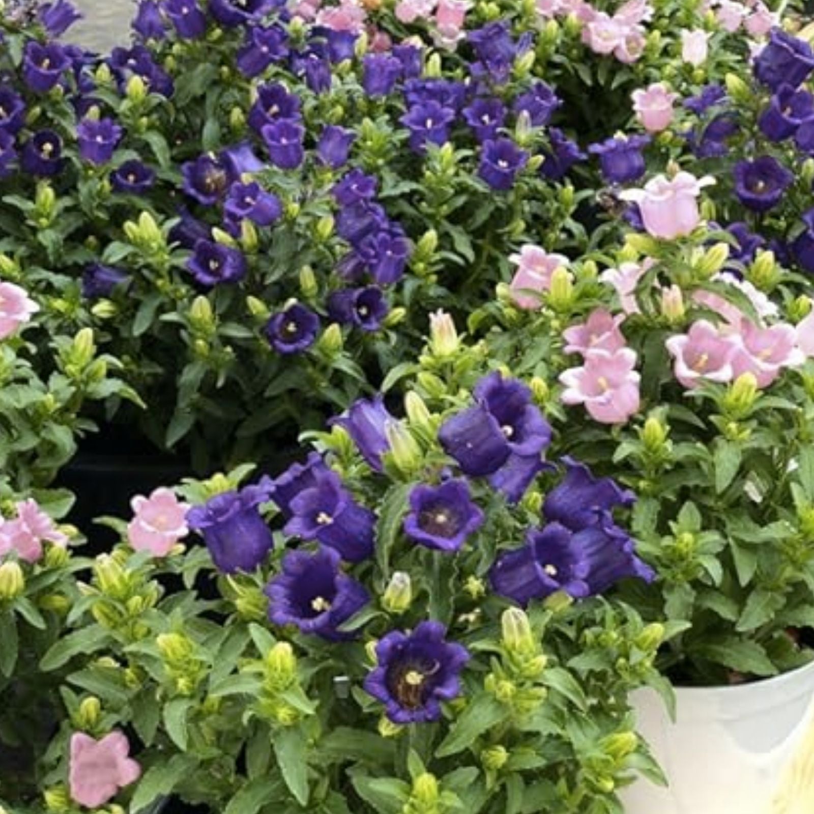 Lavender Bellflower Seeds for Planting – 50 Seeds – Campanula Medium – Perennial Flower Seeds for Garden, Landscaping, and Containers
