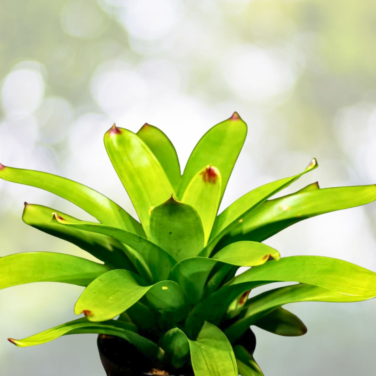Vriesea Bon Fire Plant - 6" Tropical Bromeliad - Unique Red Leaves - Vriesea spp. - Exotic Houseplant for Indoor Decor