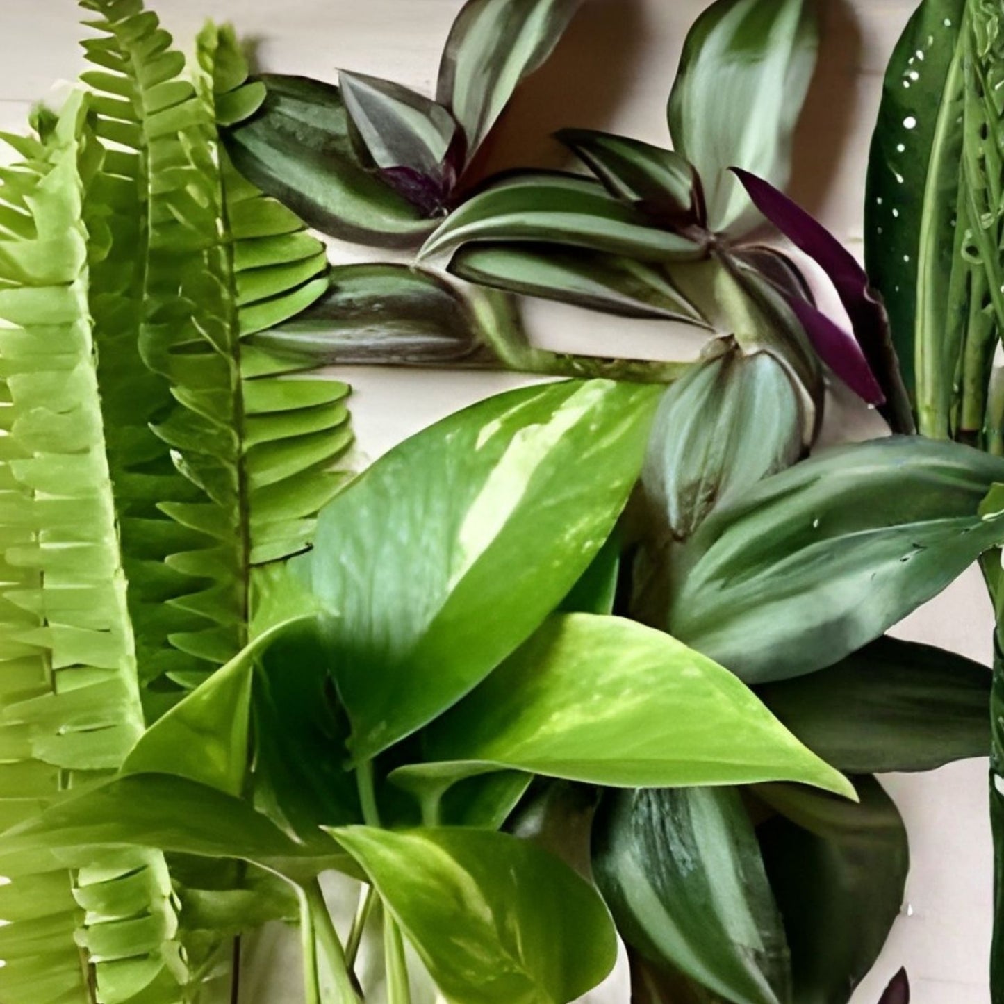Rooted Plant Cuttings Set - Fern, Pothos, Wandering Jew - Indoor Houseplants for Gardening - Live Plant Collection