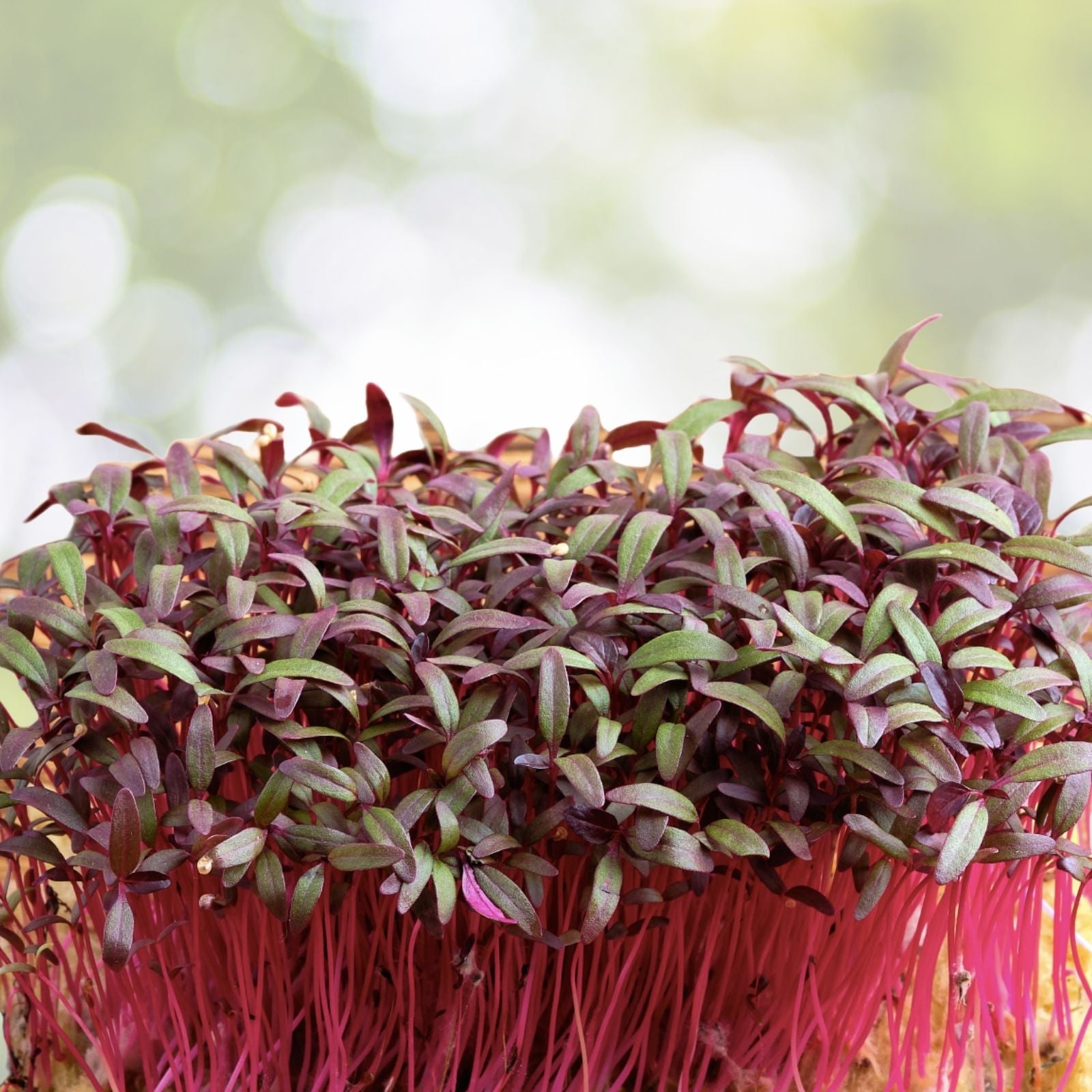 Red Garnet Amaranth Seeds - 1000+ Red Spinach Kiwicha Microgreens Garden Seeds - Amaranthus cruentus