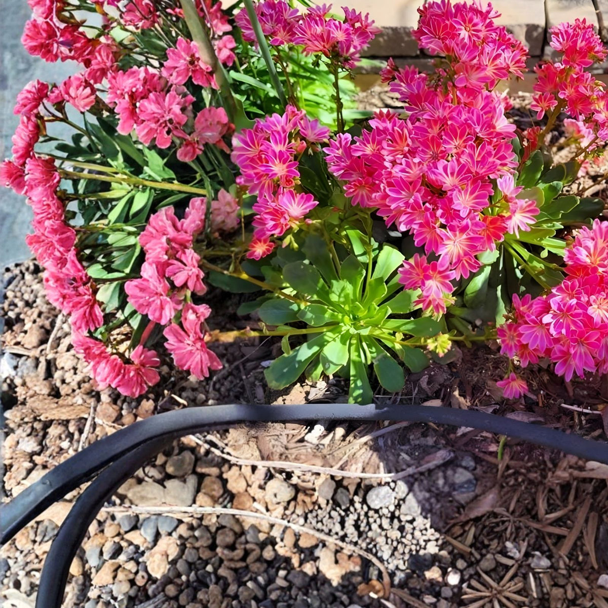 Pinkie Lewisia Seeds Non-GMO Flower Seeds 35 or 100 Count Lewisia cotyledon Pink Garden Plant