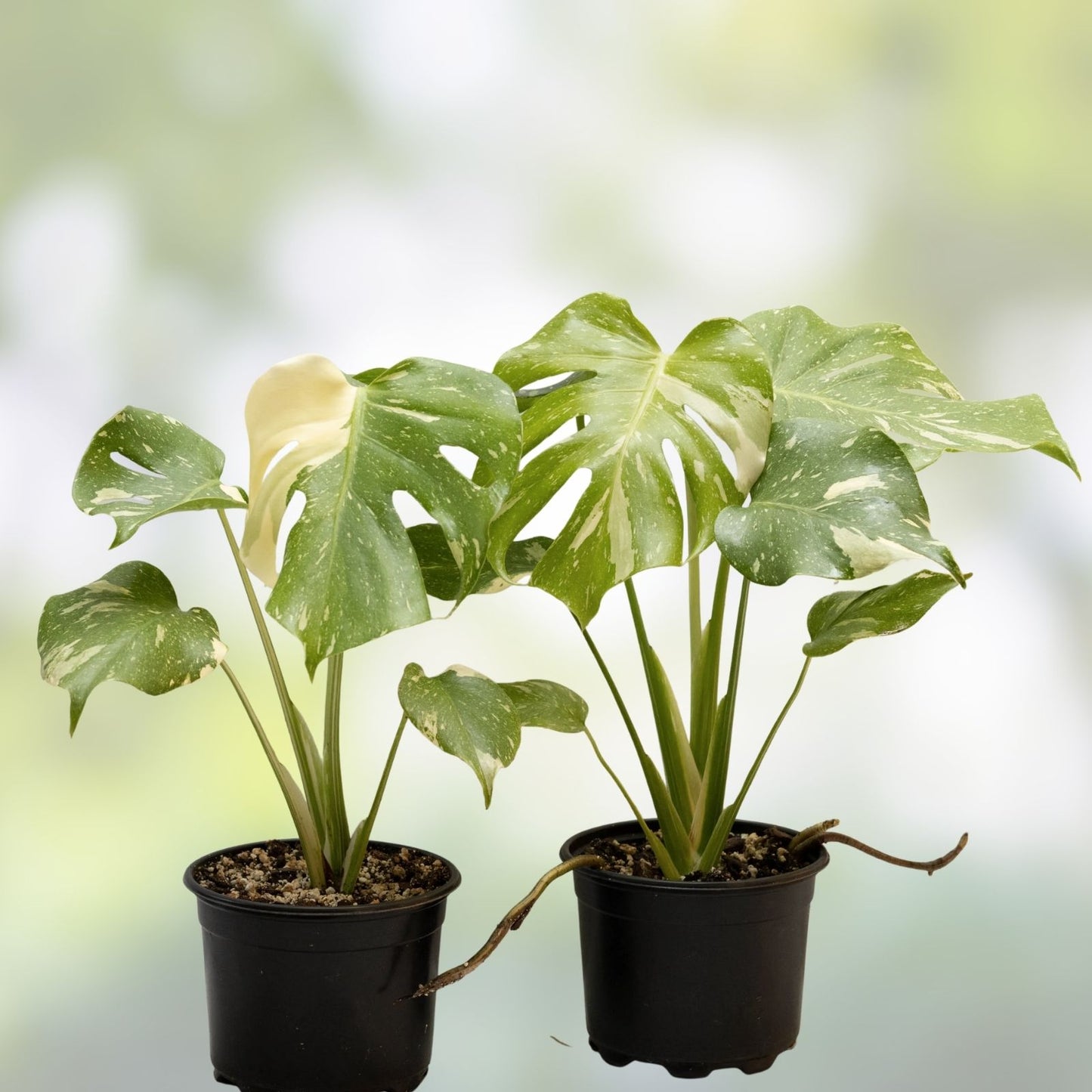 Variegated Fallopia Multiflora Starter Plug - Hardy Ground Cover Plant, Grower's Choice, Bad Shippers