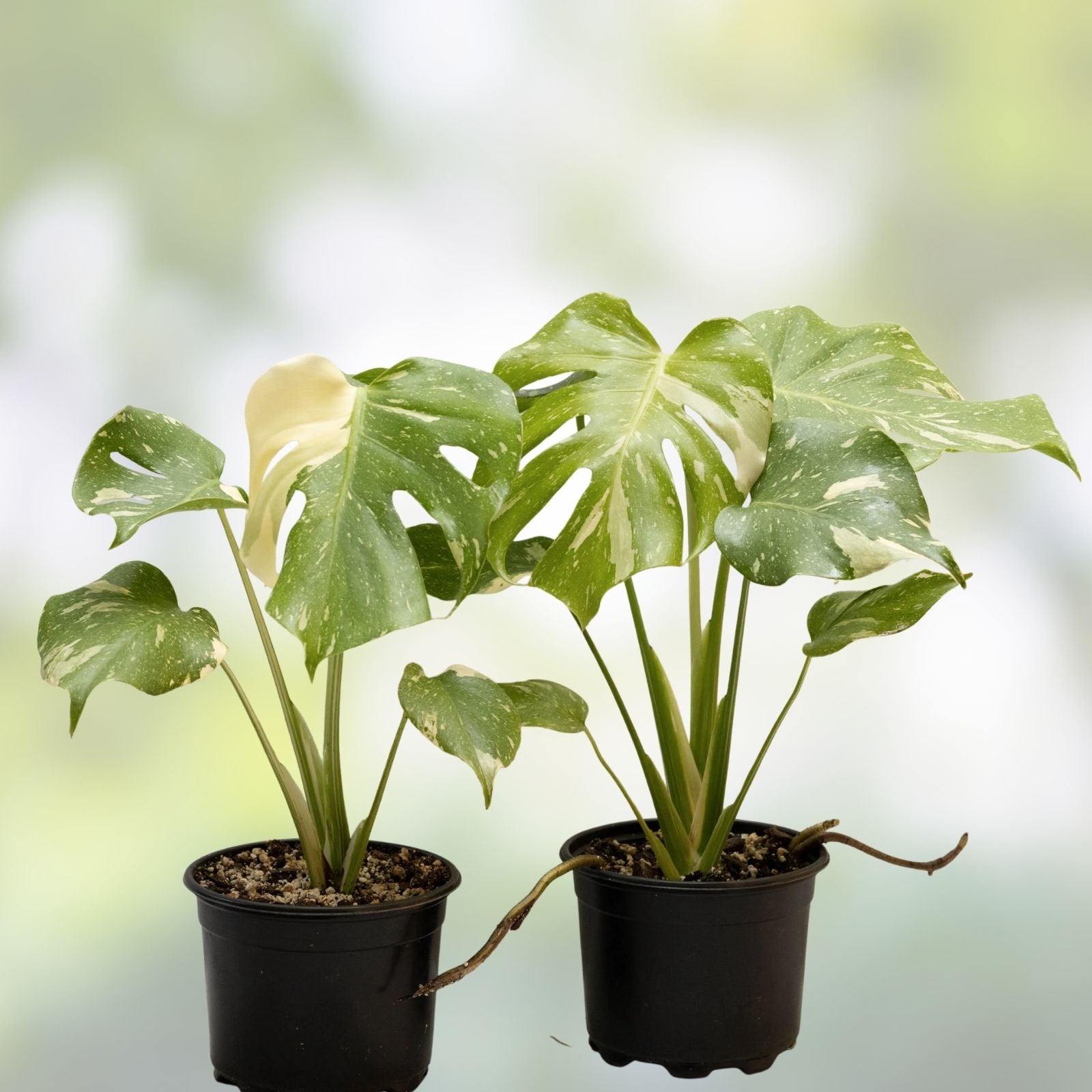 Variegated Fallopia Multiflora Starter Plug - Hardy Ground Cover Plant, Grower's Choice, Bad Shippers