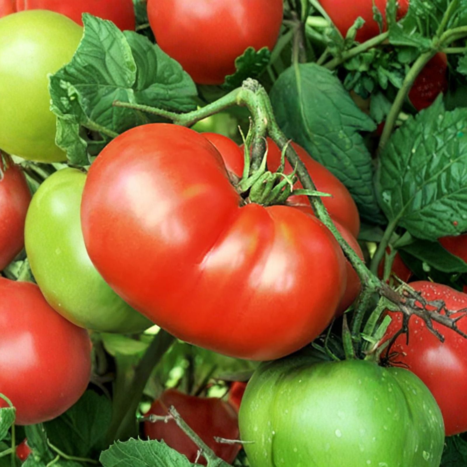 Tomato Seeds 500 Count Chef's Choice Pink Giant Scarlet Beefsteak Juicy & Tasty Solanum lycopersicum